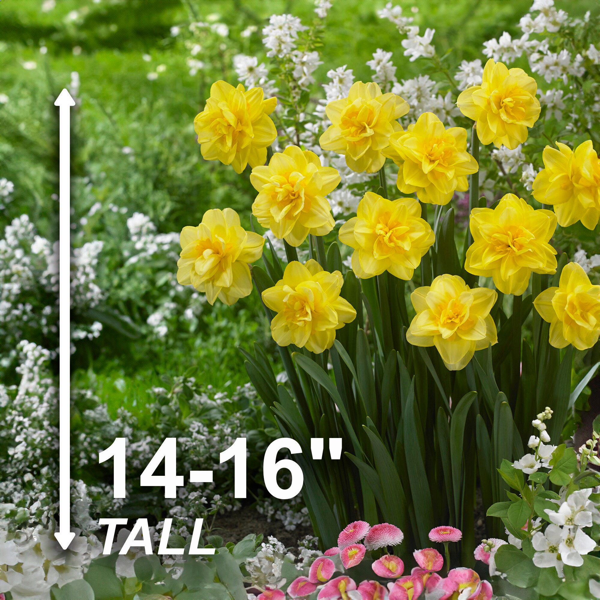 Garden State Bulb ECF-104-100-04 Plant-Bulbs - View #3