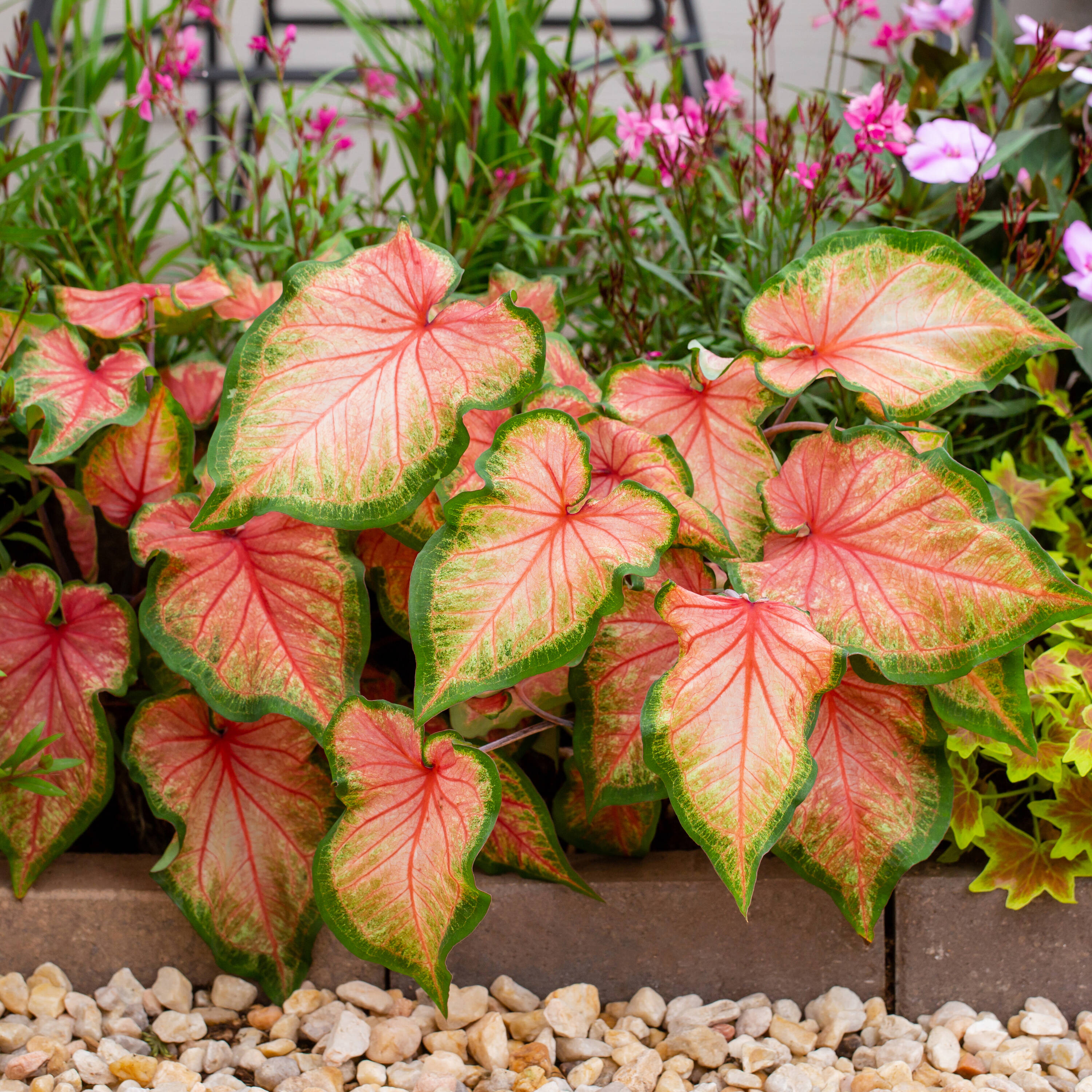 Monrovia 79141 annuals - View #3