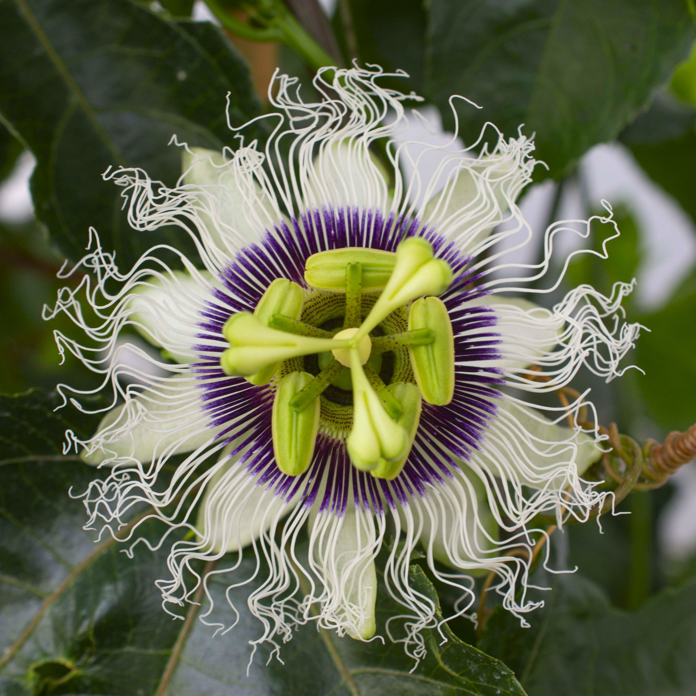 National Plant Network LW2163 Multicolor Passiflora Poppin Passion in 1-Gallon Pot
