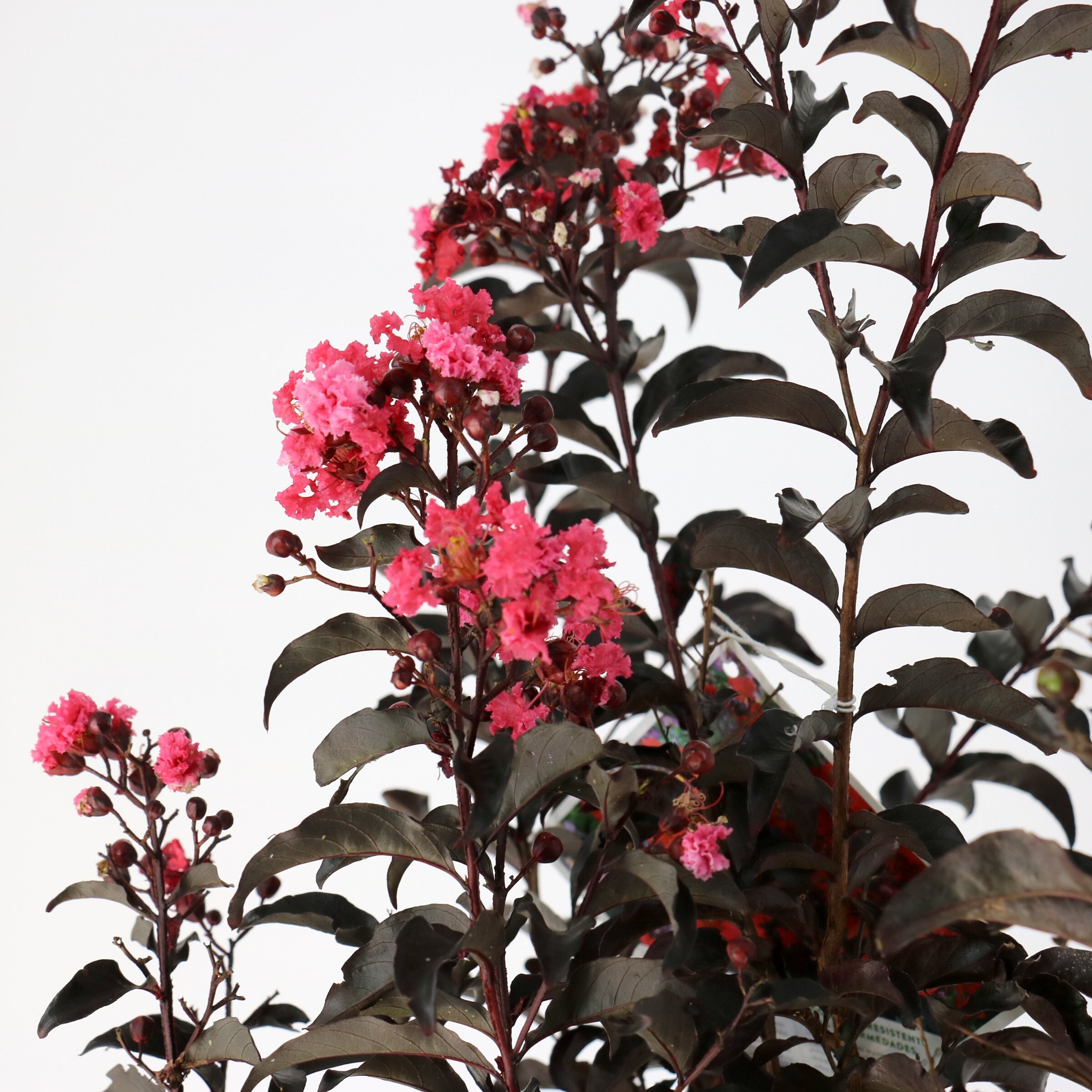 National Plant Network LW2729 trees - View #10