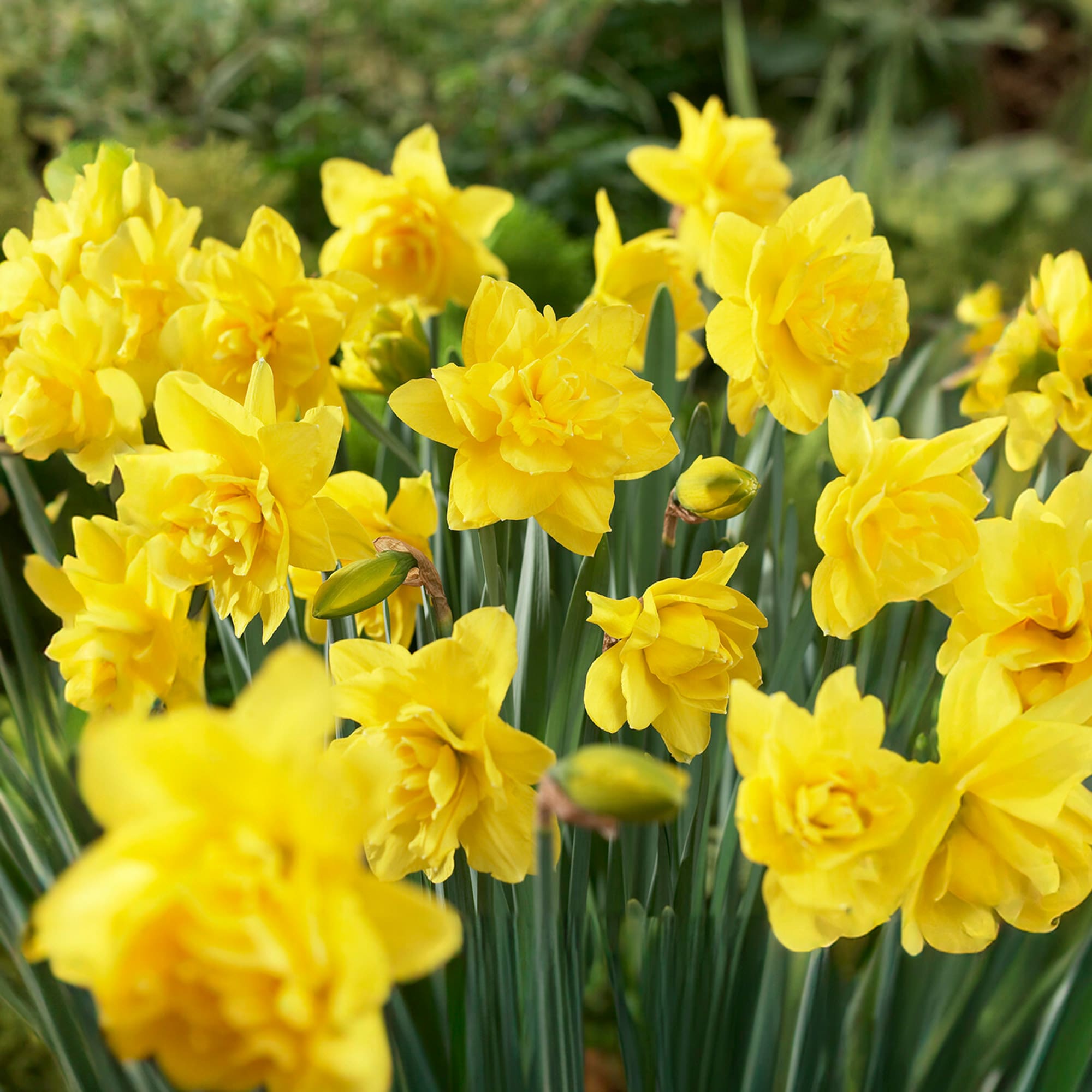 Garden State Bulb ECF-104-100-04 Yellow Golden Ducat Double Daffodil Bulbs 100 Count