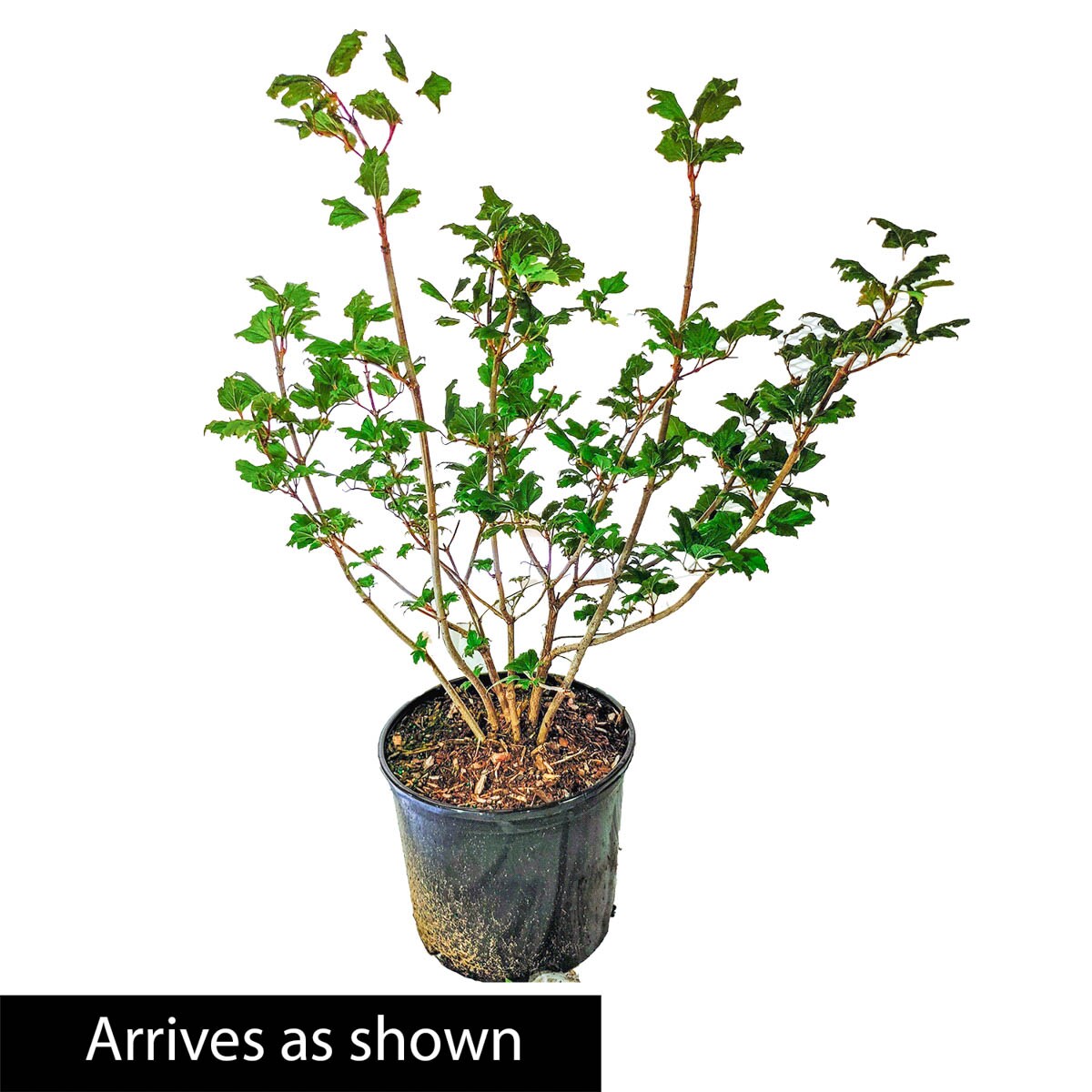 Spring Hill Nurseries 87511 shrubs - View #4