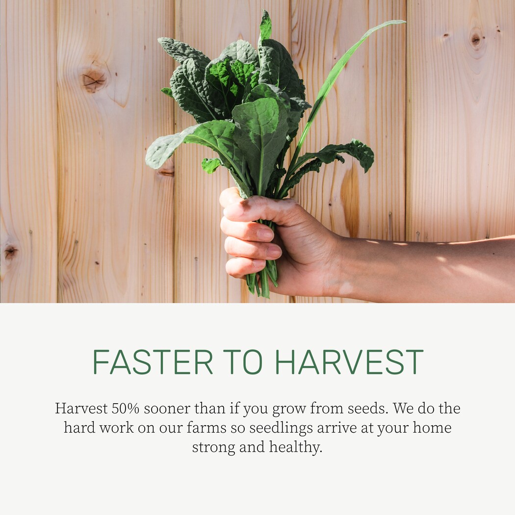 Lettuce Grow SO-SV-6-77666361 Vegetable-Plants - View #4