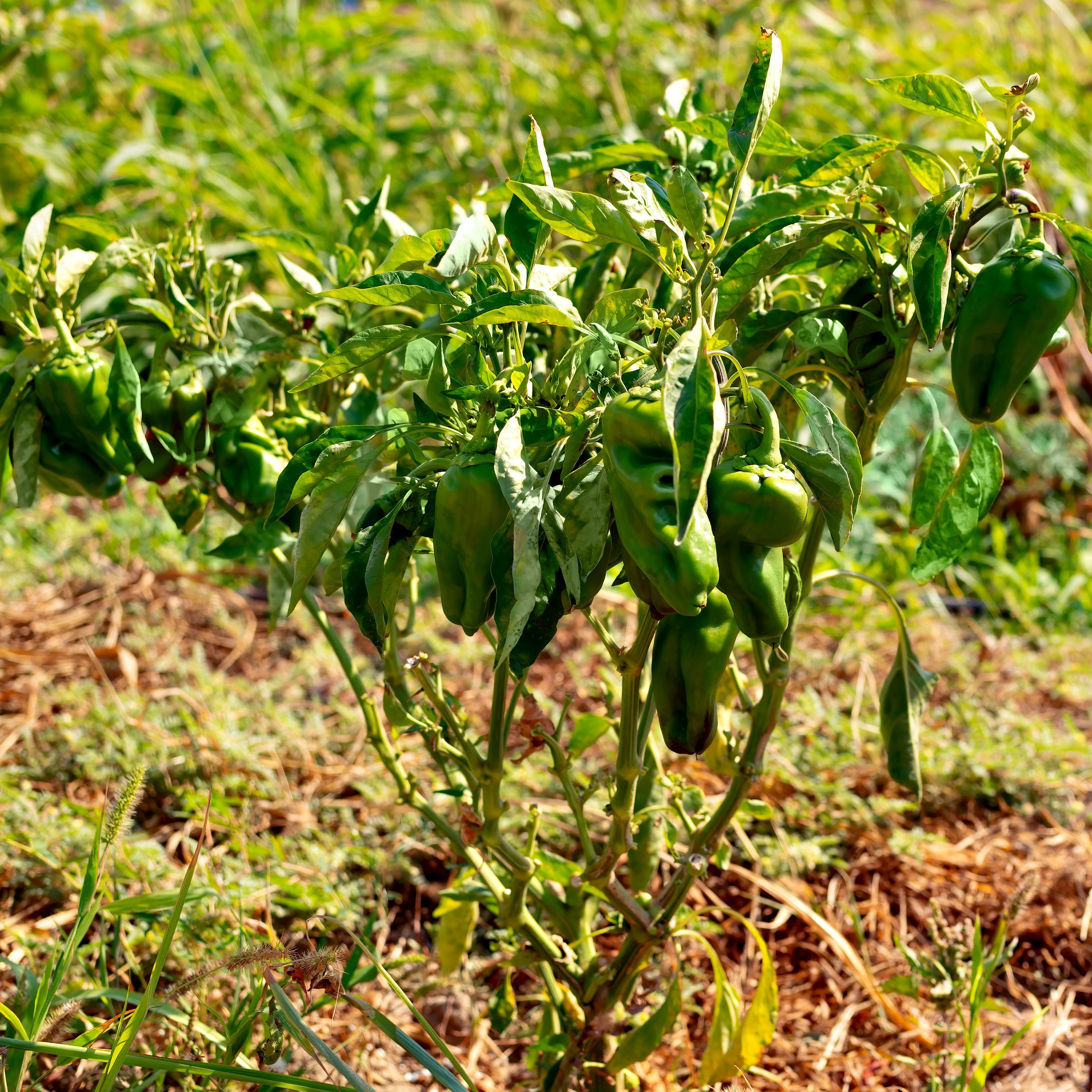 National Plant Network LW2264 Vegetable-Plants - View #4