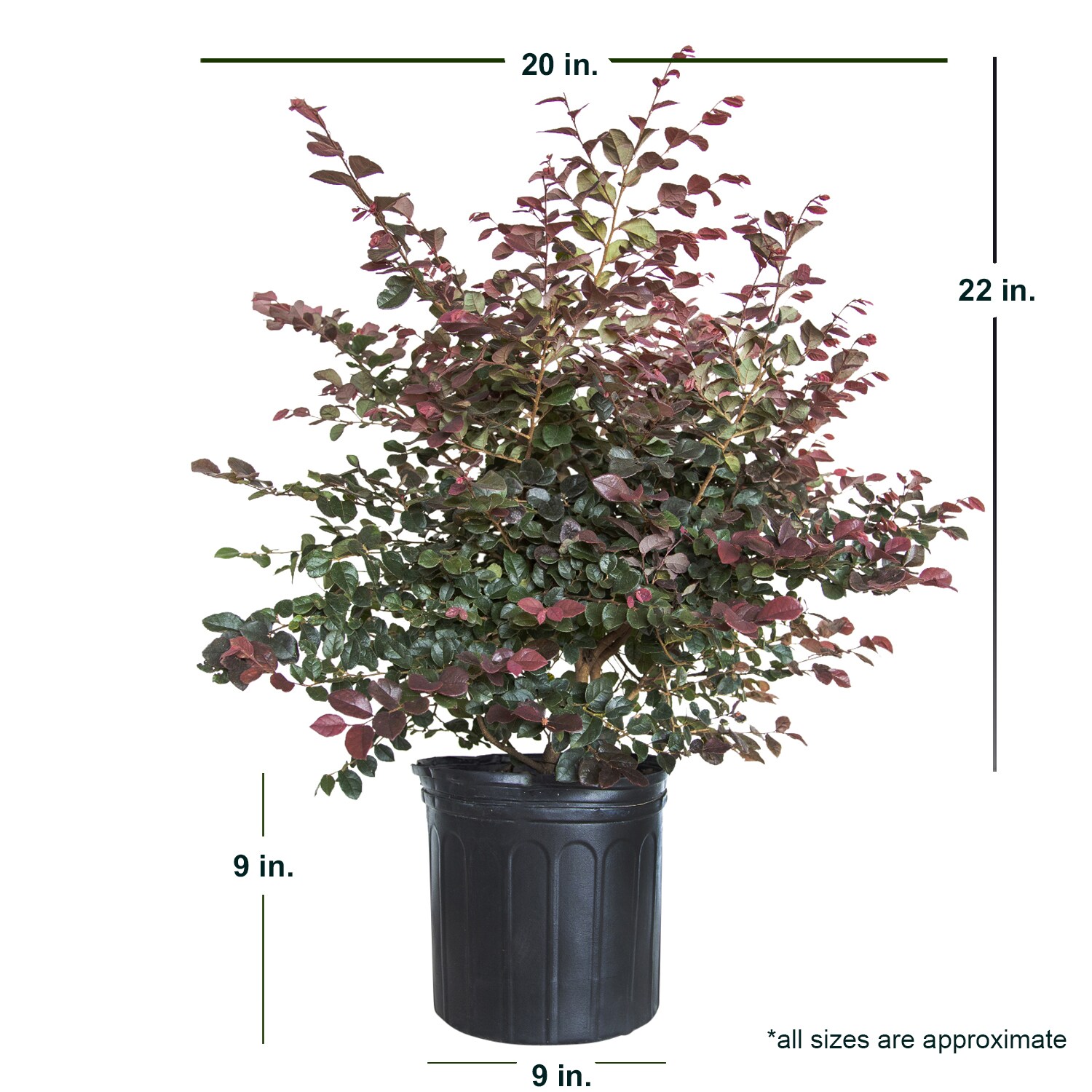 Flowerwood 39793FL-1 shrubs - View #7
