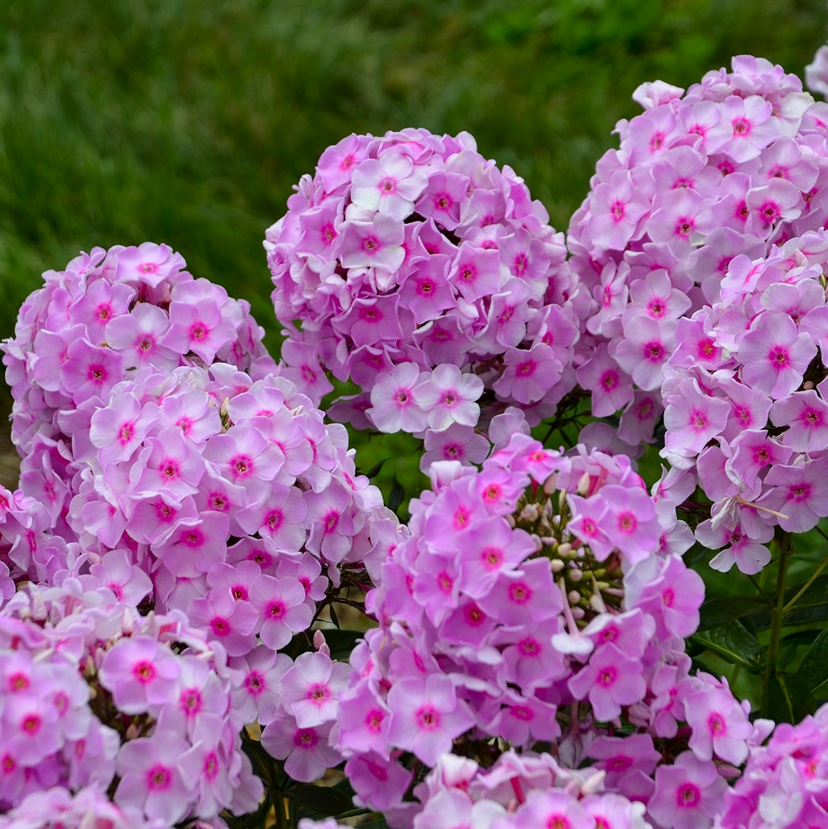 Proven Winners PHLPWP3006102 perennials - View #2