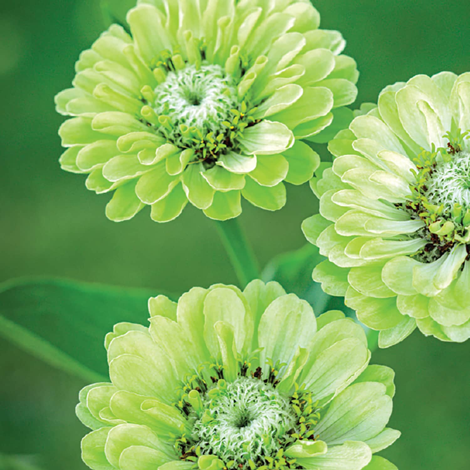 Ferry-Morse LC25.6757 seeds - View #3
