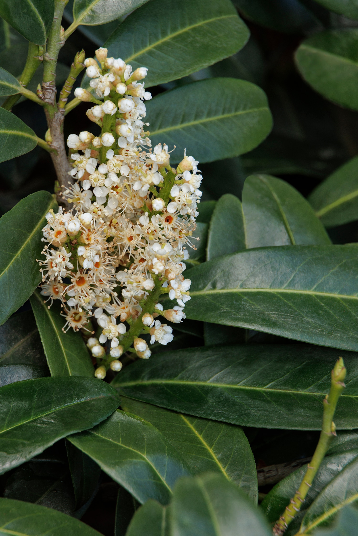 Monrovia 067102 Mount Vernon English Laurel Foundation/Hedge Shrub in 1.73 -Gallon Pot 1 -Pack with White Blooms