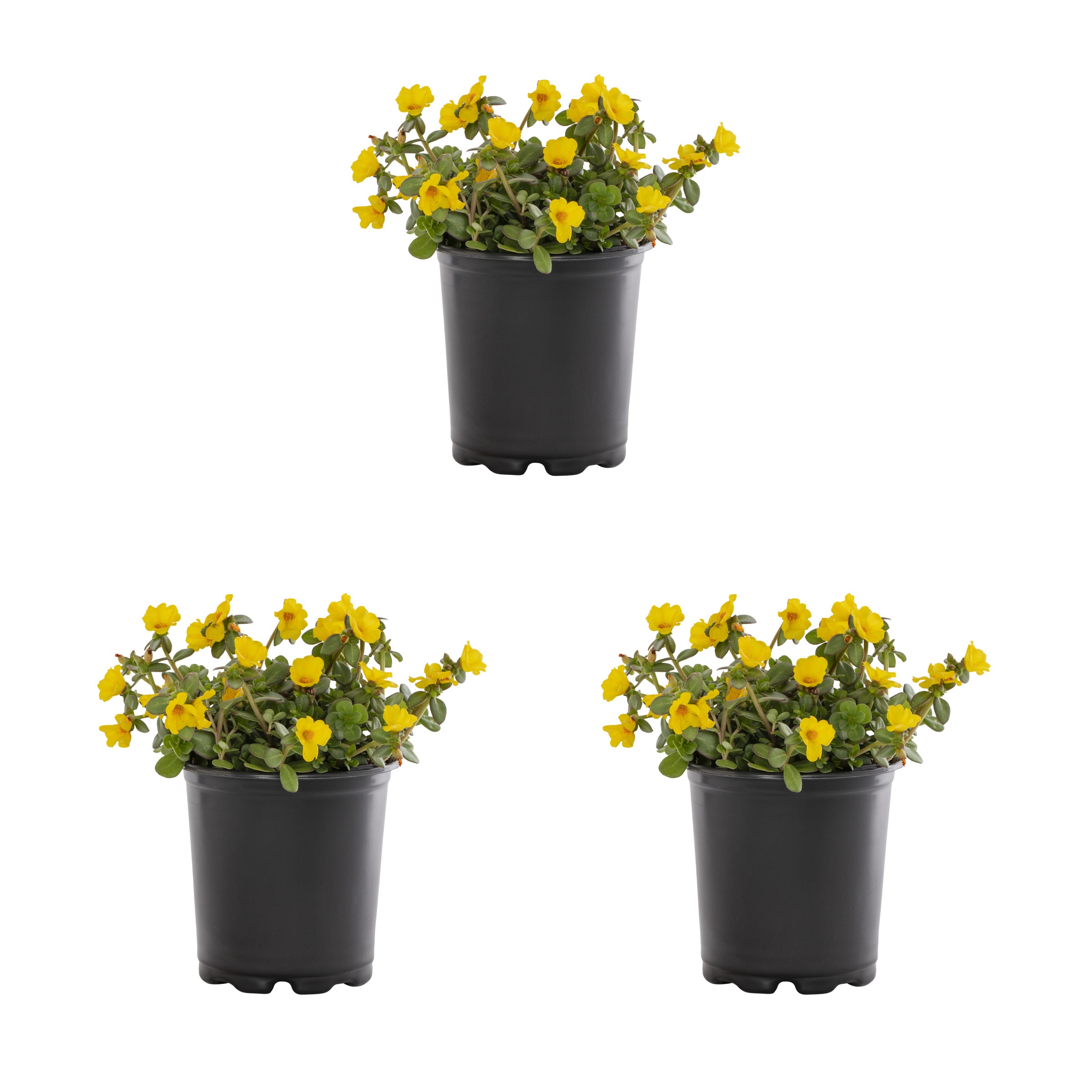 Yellow Purslane Plants, Bulbs & Seeds At Lowes.com