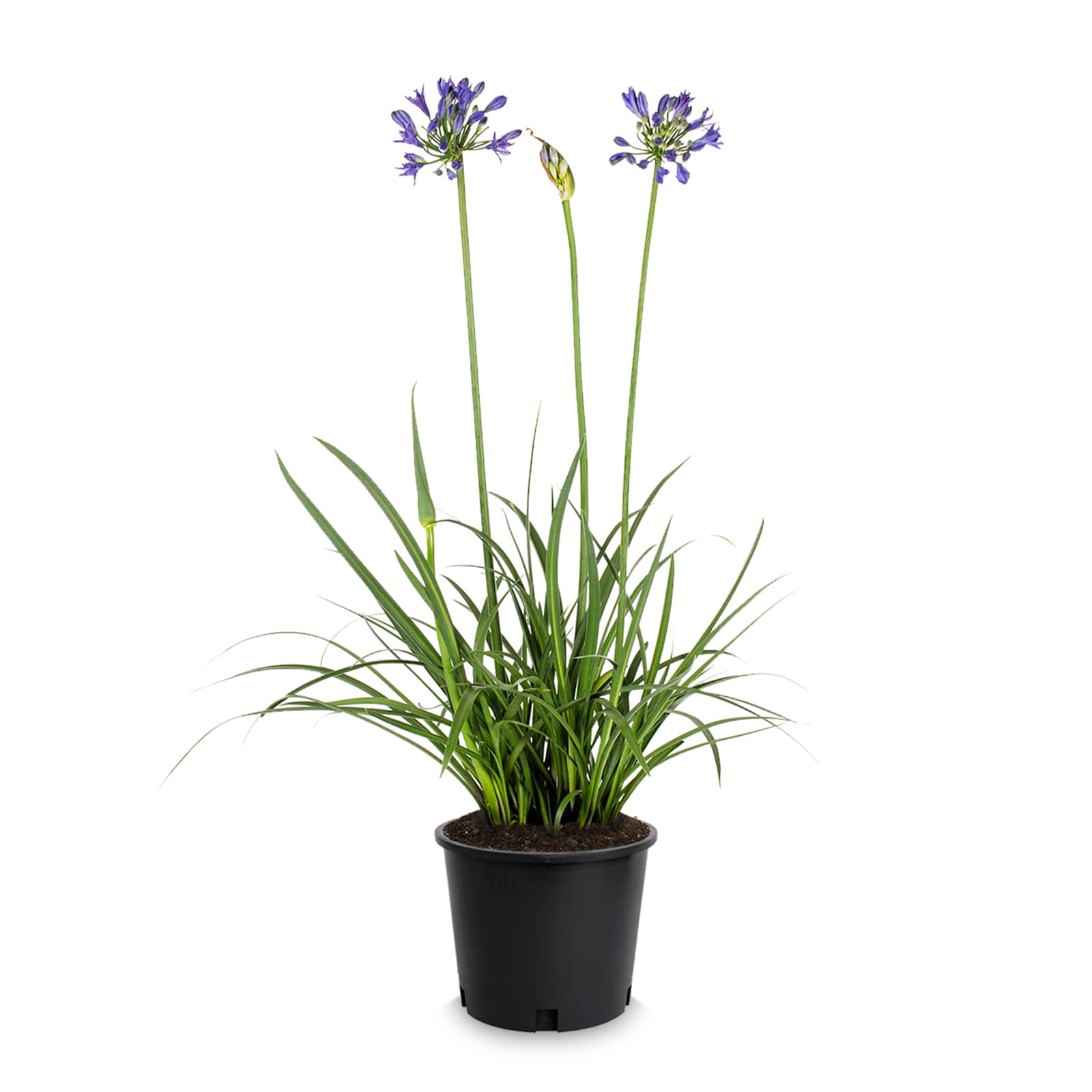 Lowe's 556115 Blue Lily Of The Nile Plant in 3.58 -Gallon Pot 1 -Pack