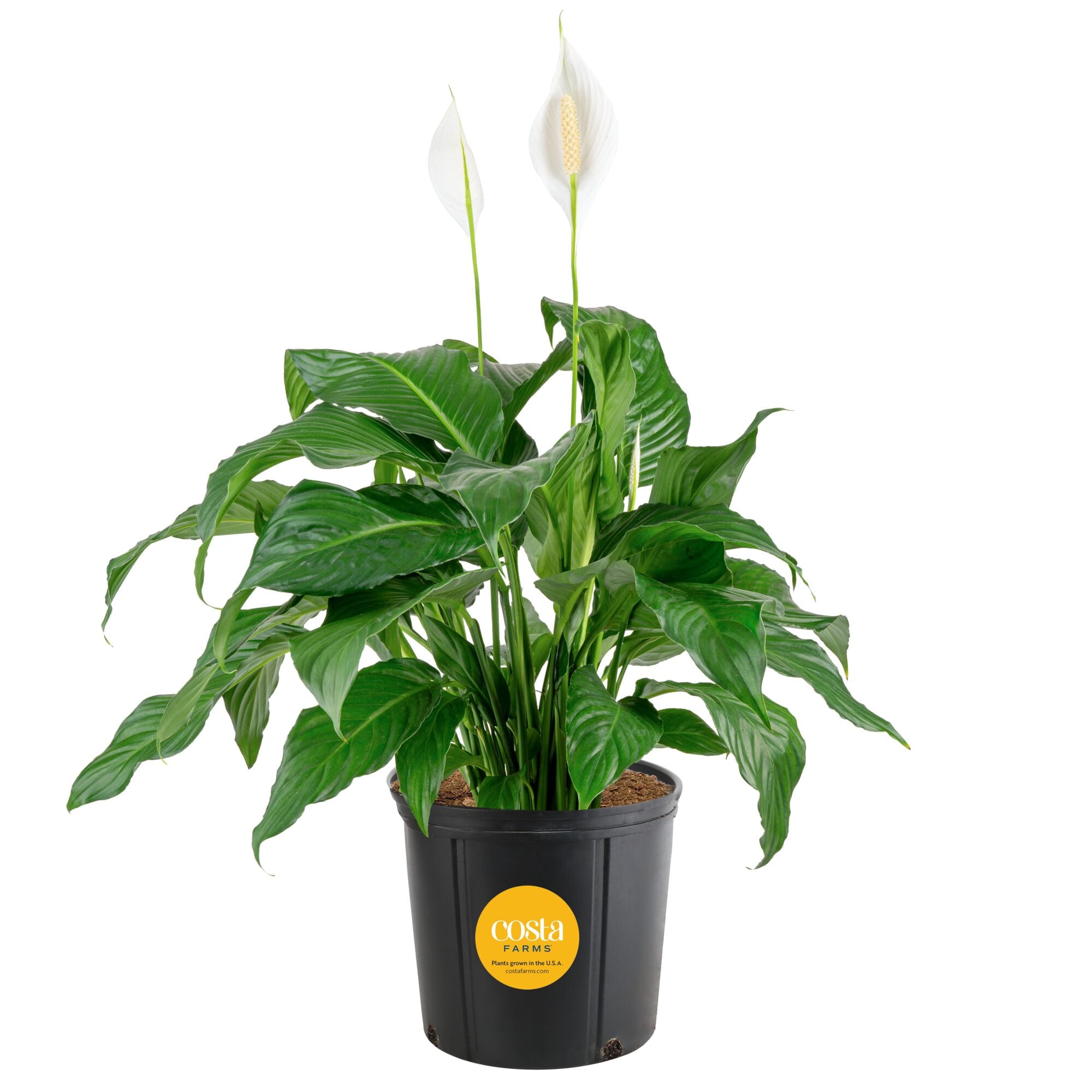 Costa Farms White Peace Lily, Spathiphyllum House plant in 10 Inch(es) Pot 1 -Pack