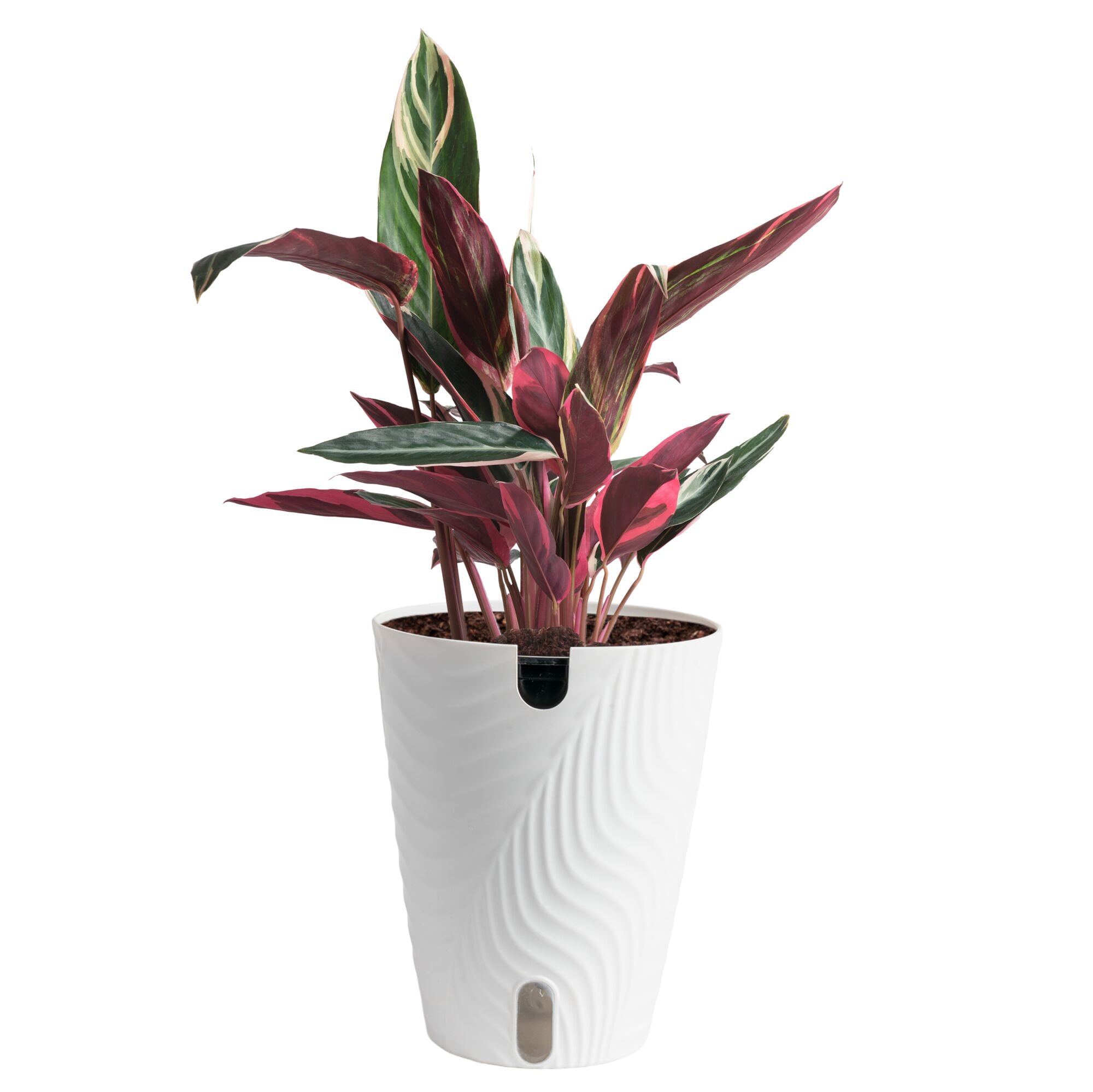 Costa Farms - Stromanthe Triostar House plant in 5 Inch(es) Self-watering pot 1 -Pack