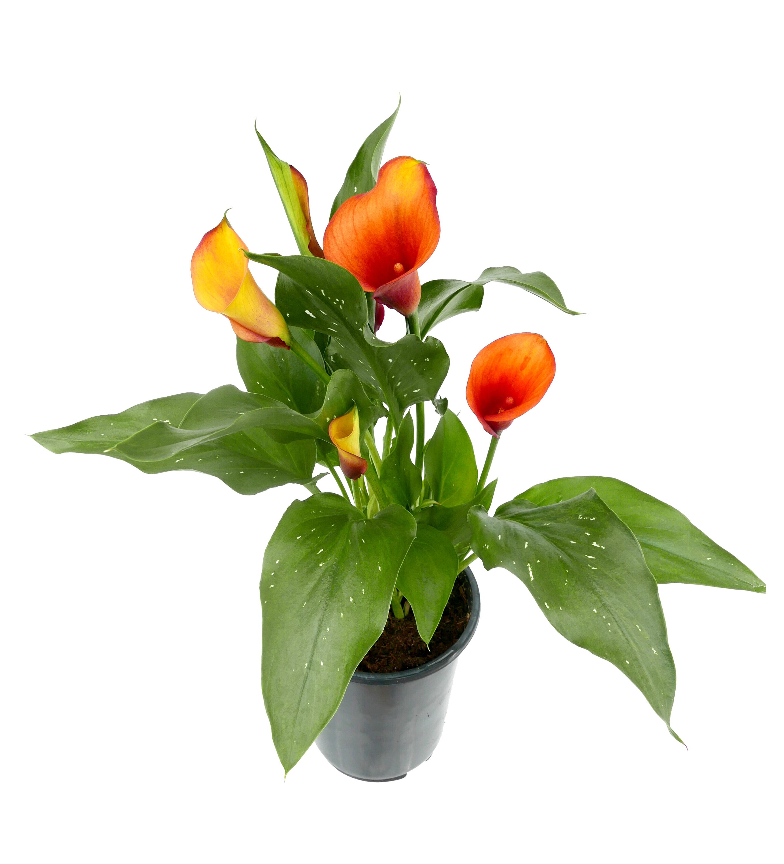  2452 perennials - View #4