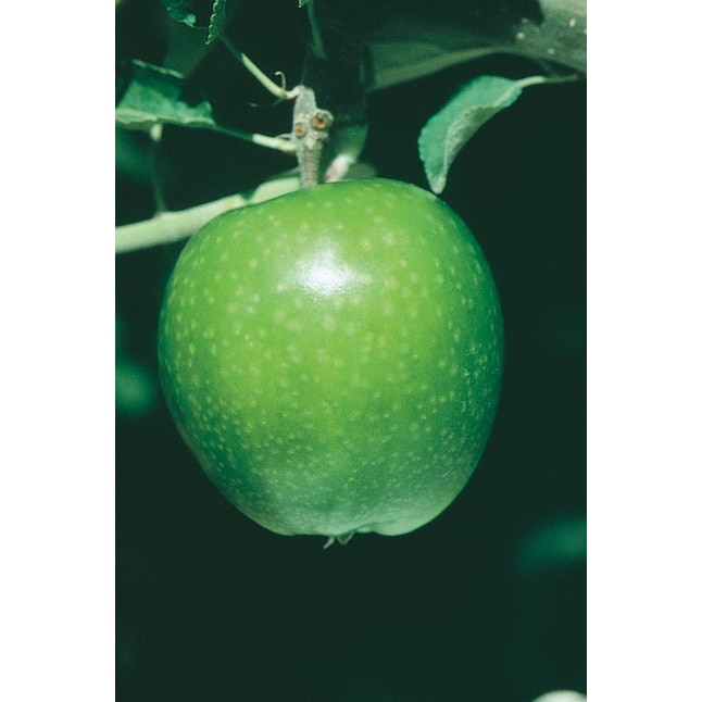 Granny Smith Apple Tree
