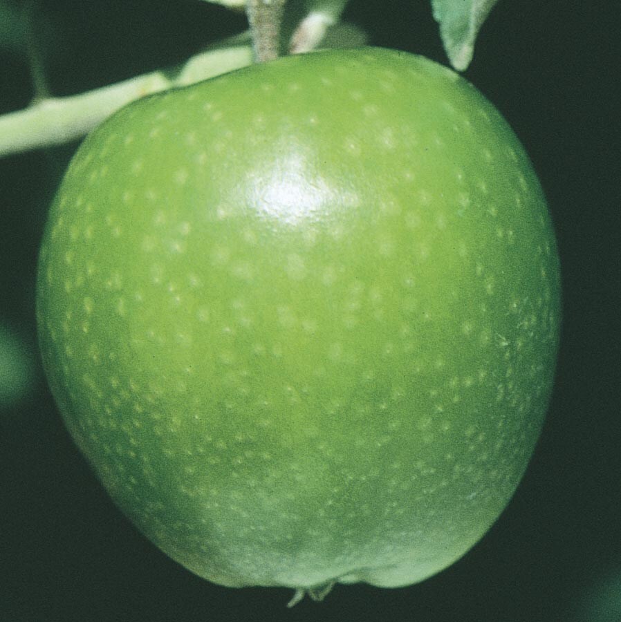  NURSERY Granny Smith Apple Tree