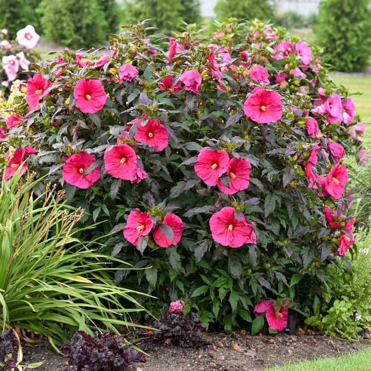 Direct Gardening 74887 perennials - View #3