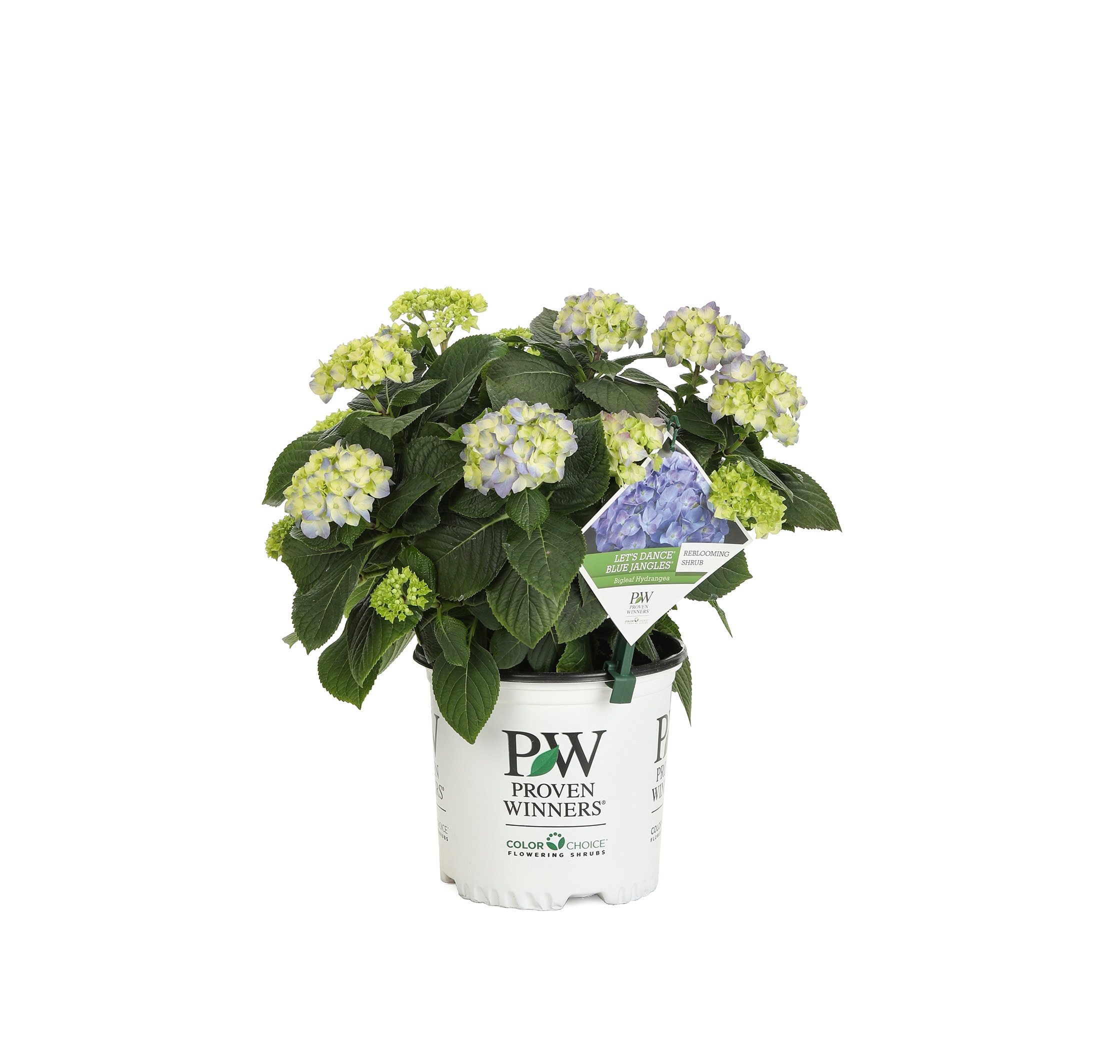 Proven Winners HYDPRC2526101 shrubs - View #5