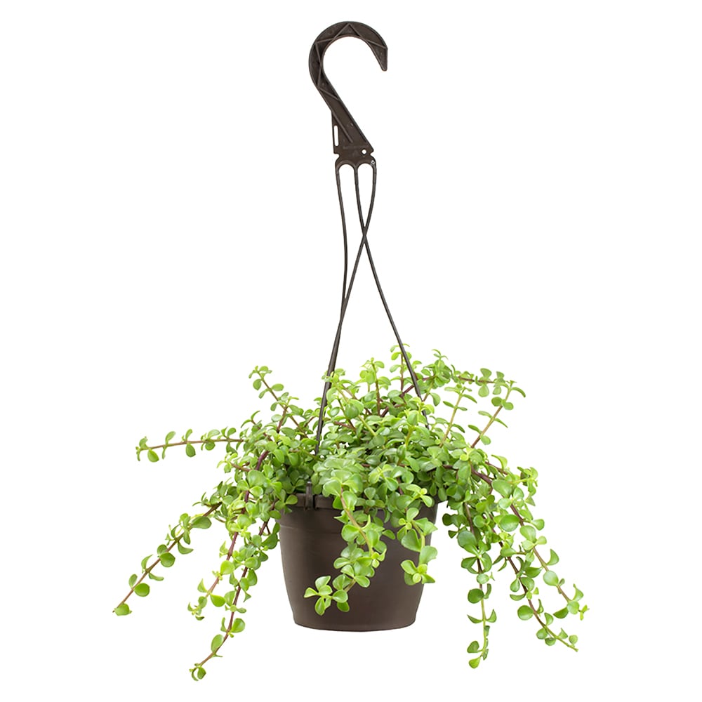 Hanging air plant at Lowes.com: Search Results