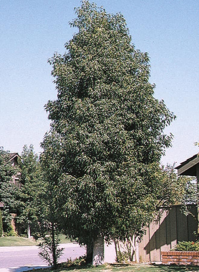 Lowe's NURSERY -Gallon White Shade Bottle Tree
