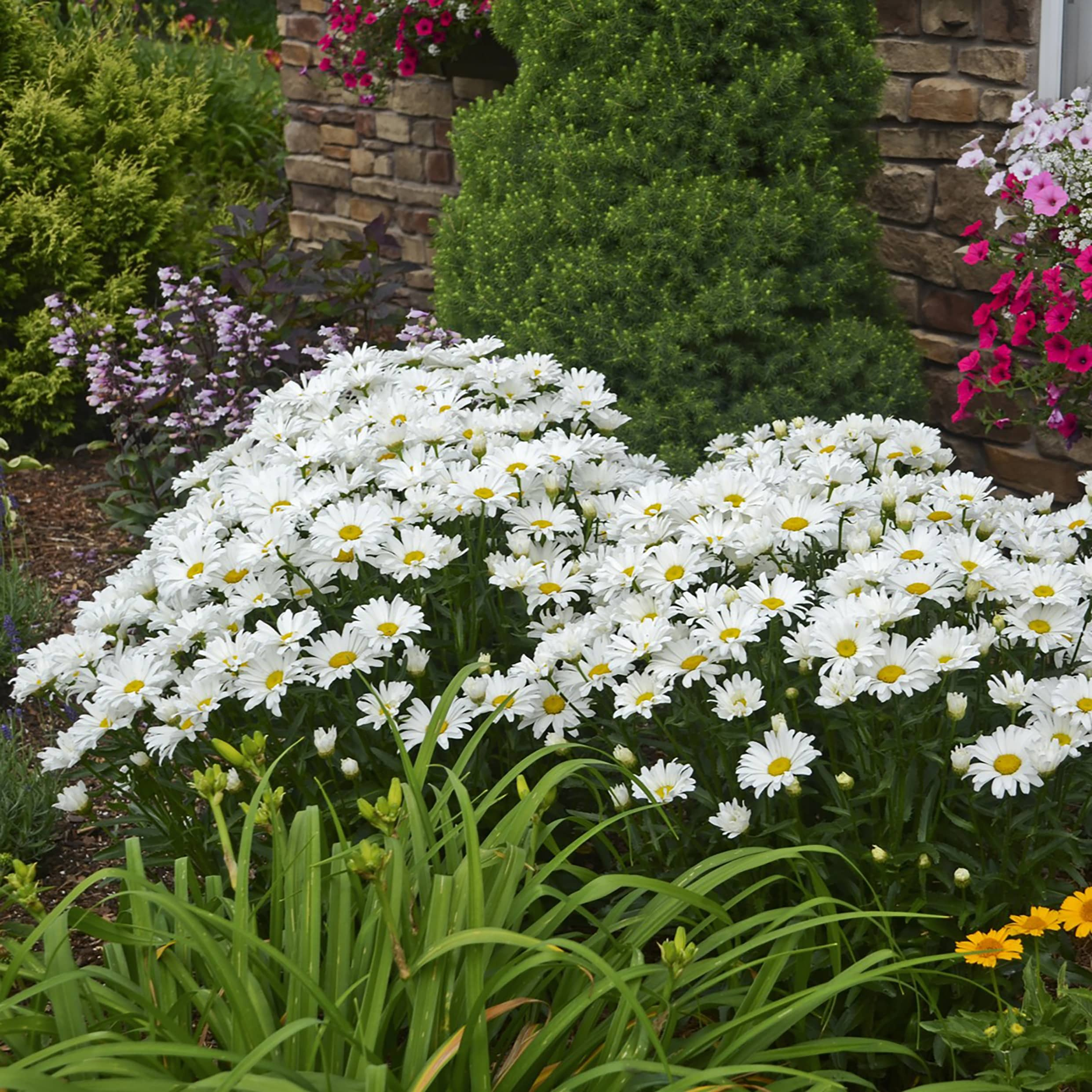 Proven Winners White Amazing Daisies 'Daisy May' Shasta Daisy - Quart ...