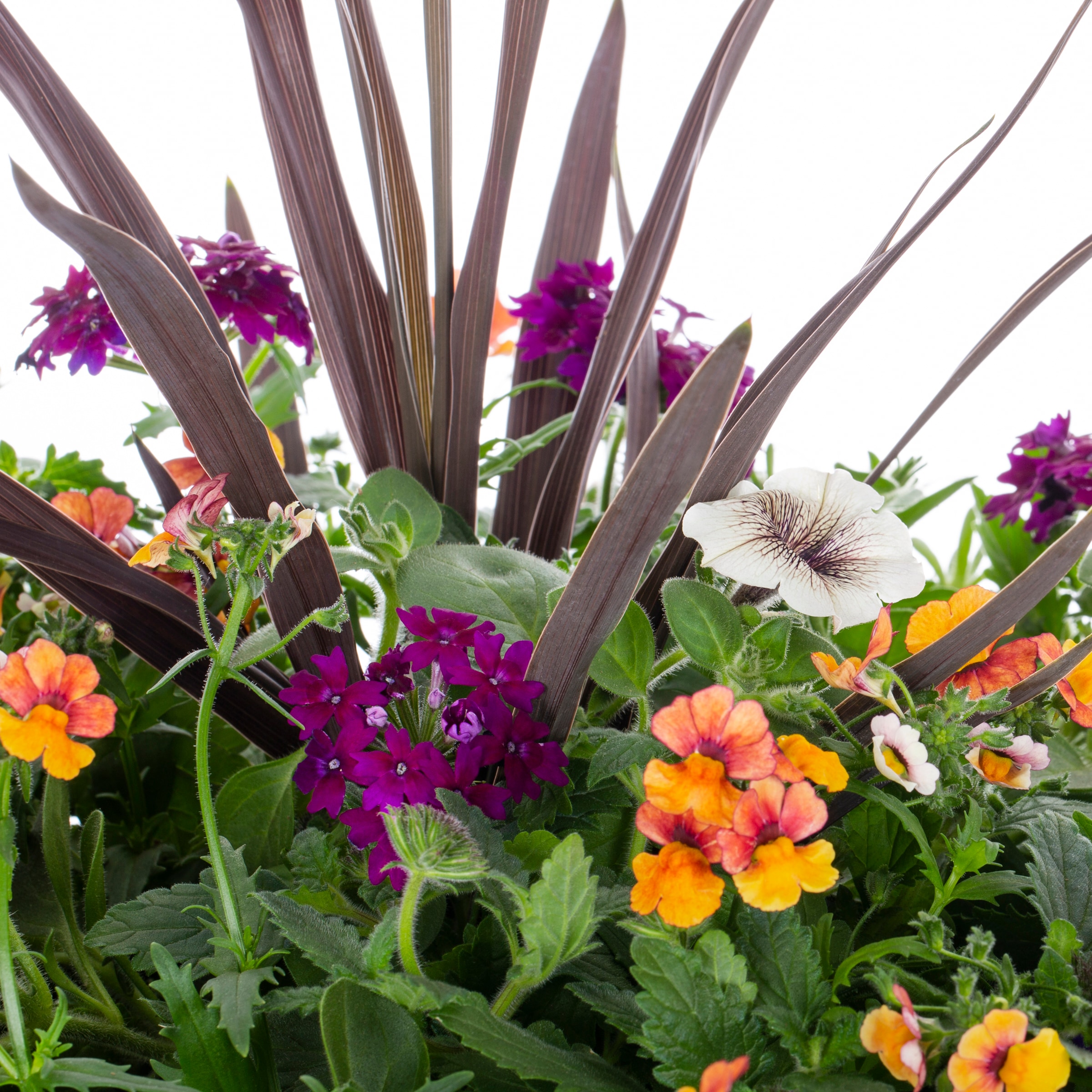 Lowe's NURSERY annuals - View #2