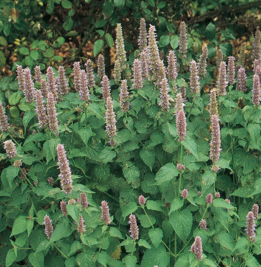 Lowe's 257368 Multicolor Agastache Plant in 1 -Quart Pot