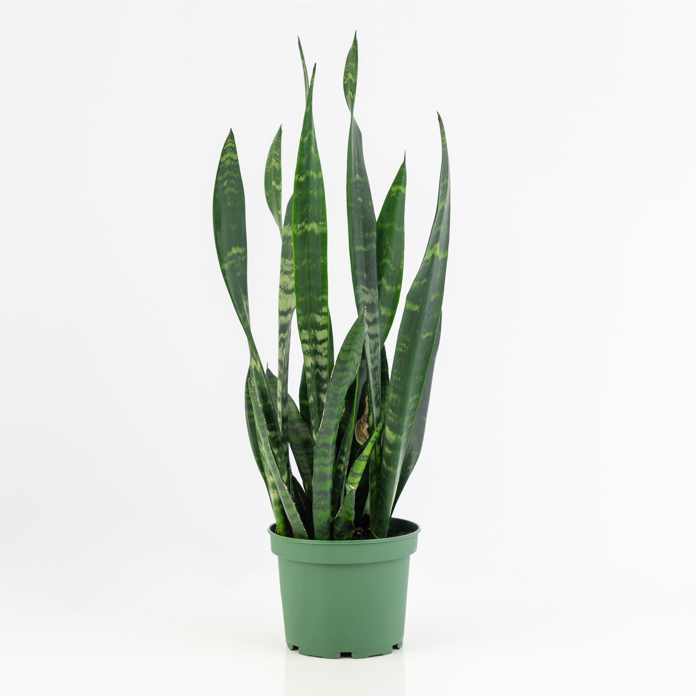 National Plant Network LW1651 hseplants - View #2