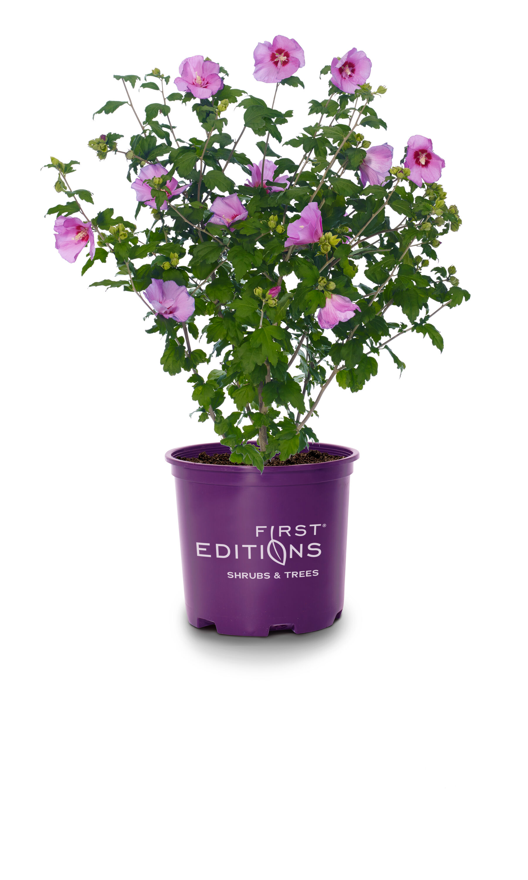 Lowe's Pink Tahiti Hibiscus Flowering Shrub in 3-Gallon Pot in the ...