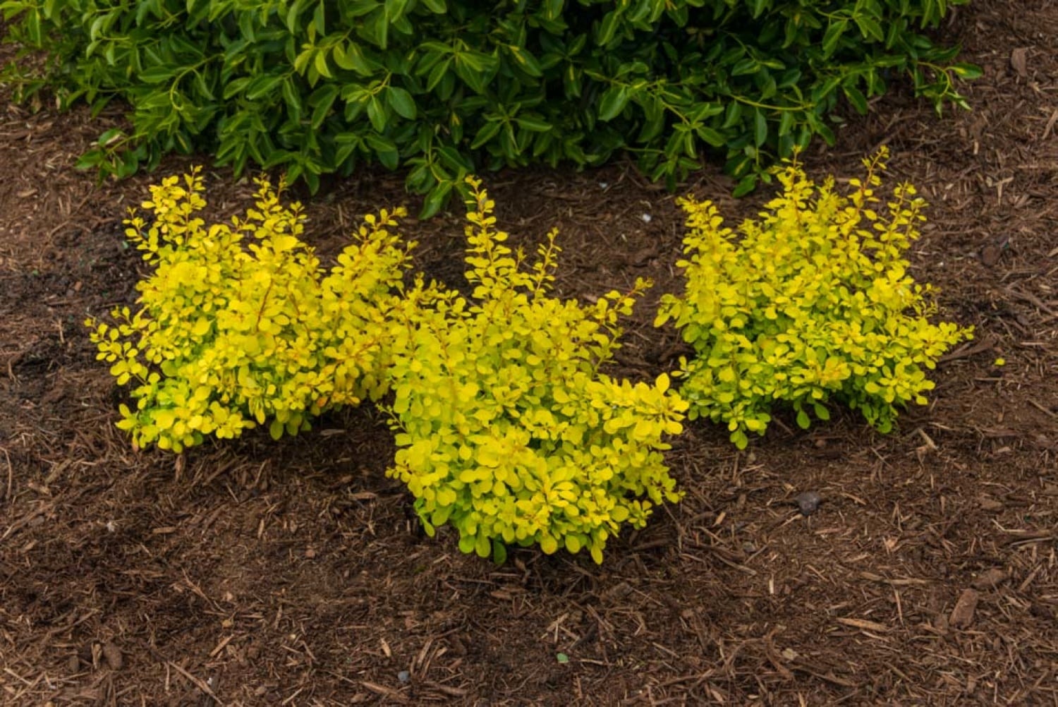 Gurney's Seed and Nursery 89449 shrubs - View #3