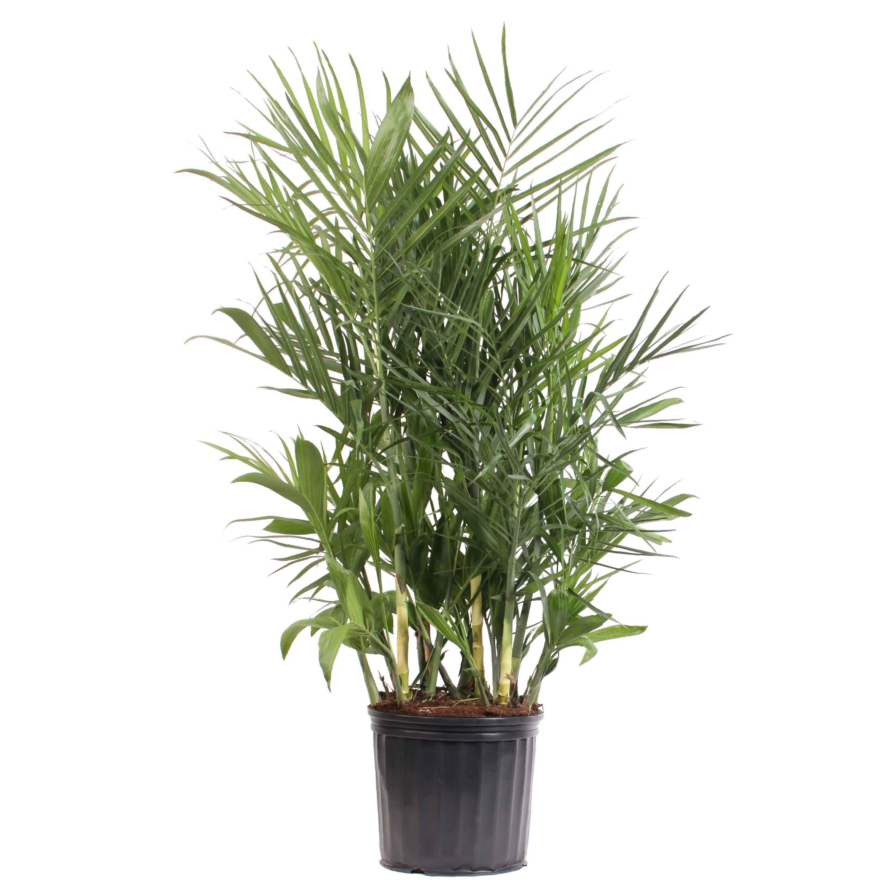 Costa Farms L-BOP-G-POT-01-LW Bamboo Palm House plant in 10 Inch(es) Pot 1 -Pack