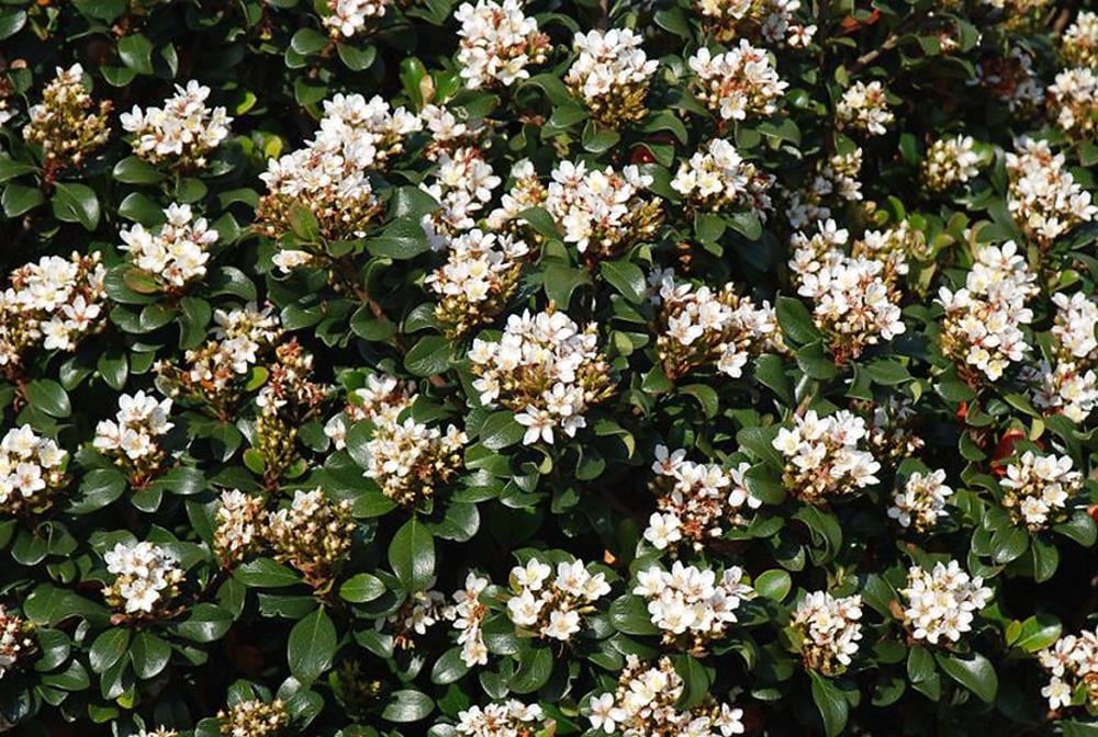 Monrovia White Southern Moon Yedda Hawthorn P20730 Flowering Shrub In 1 ...