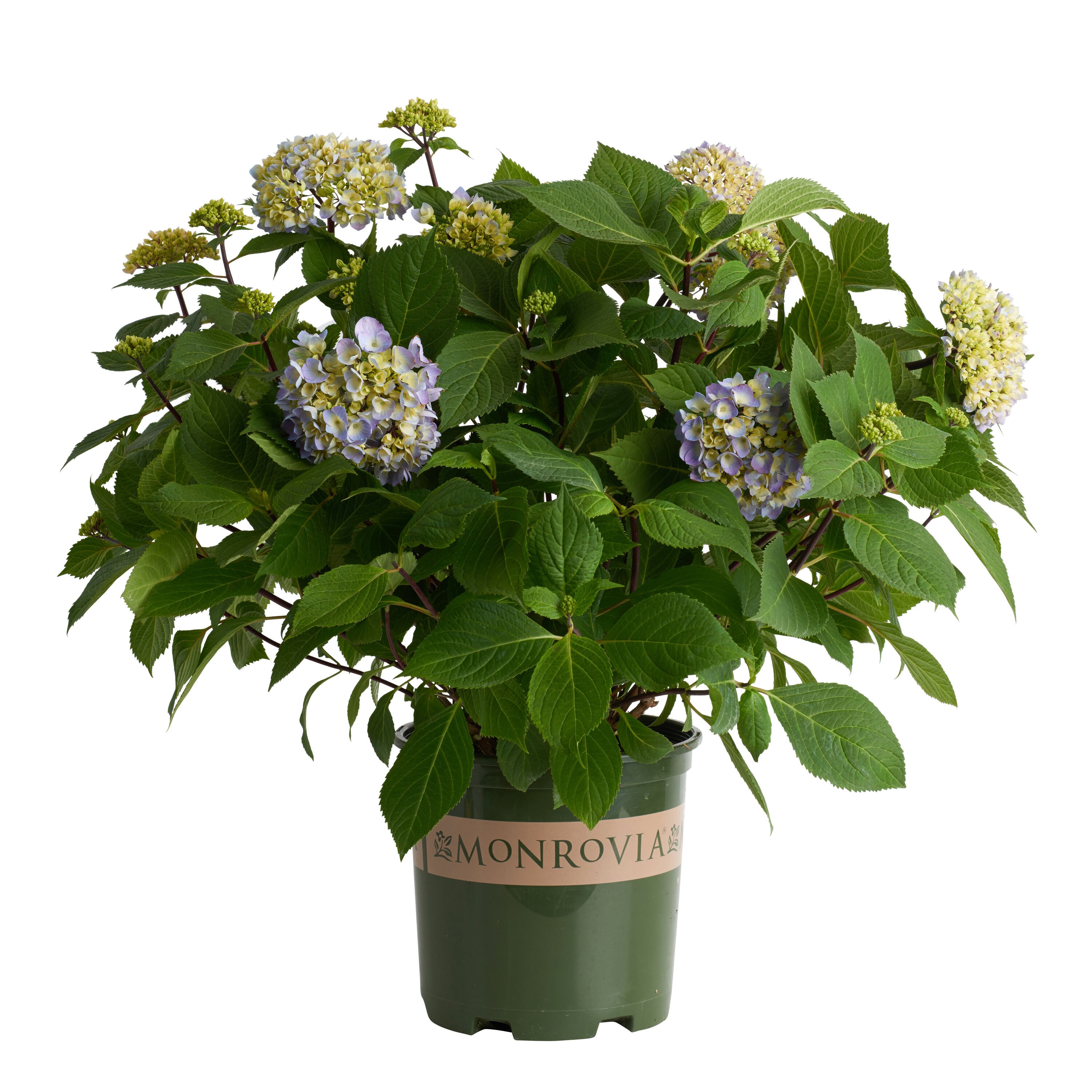 Image of Blue Enchantress Hydrangea in a Pot