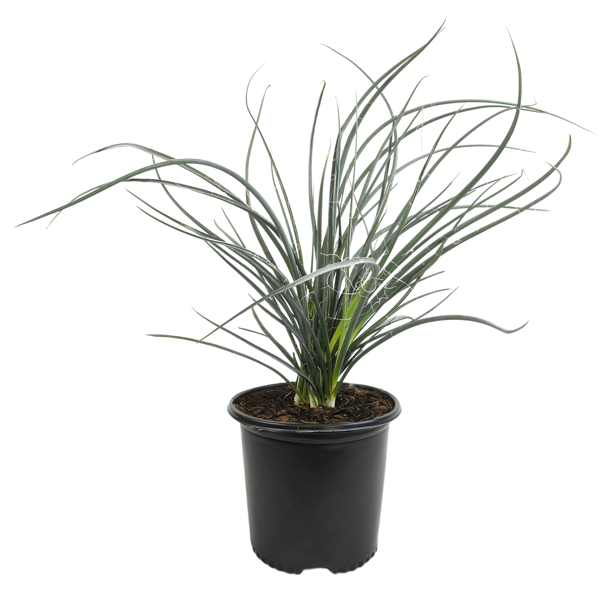 Altman Plants 0872822 1 -Pack Red Yucca Hesperaloe Parviflora in 3 -Gallon Pot