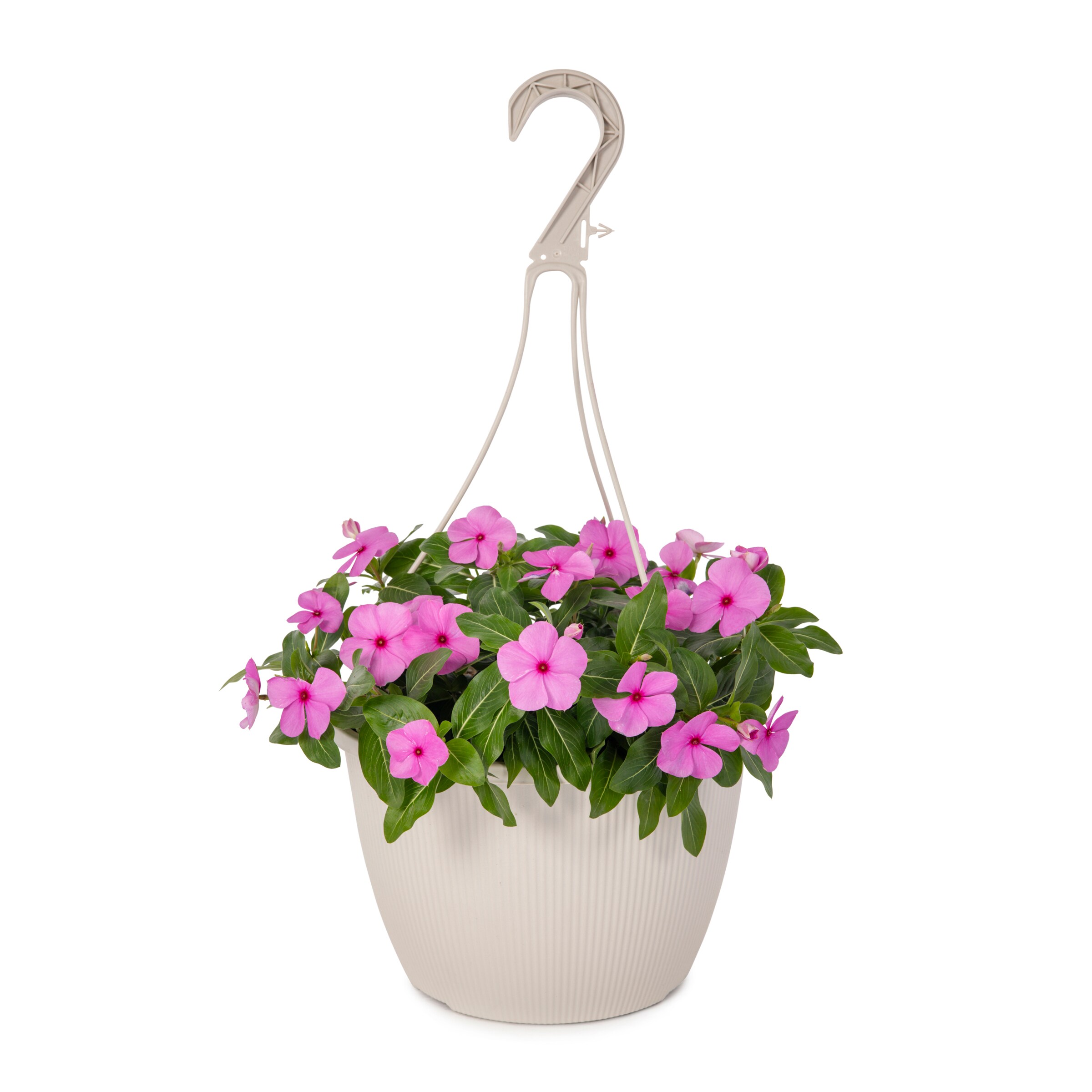 Lowe's NURSERY annuals - View #5