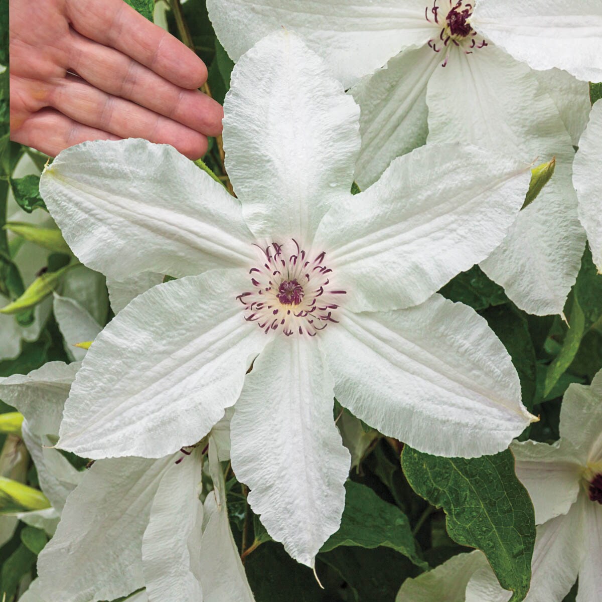 Spring Hill Nurseries 64228 White Plant in 1-Pack Bareroot