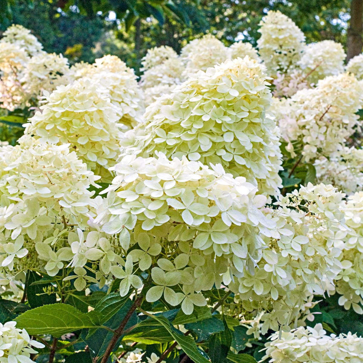 Spring Hill Nurseries 91637 Phantom Hydrangea Flowering Shrub in 1 -Quart Pot with White Blooms