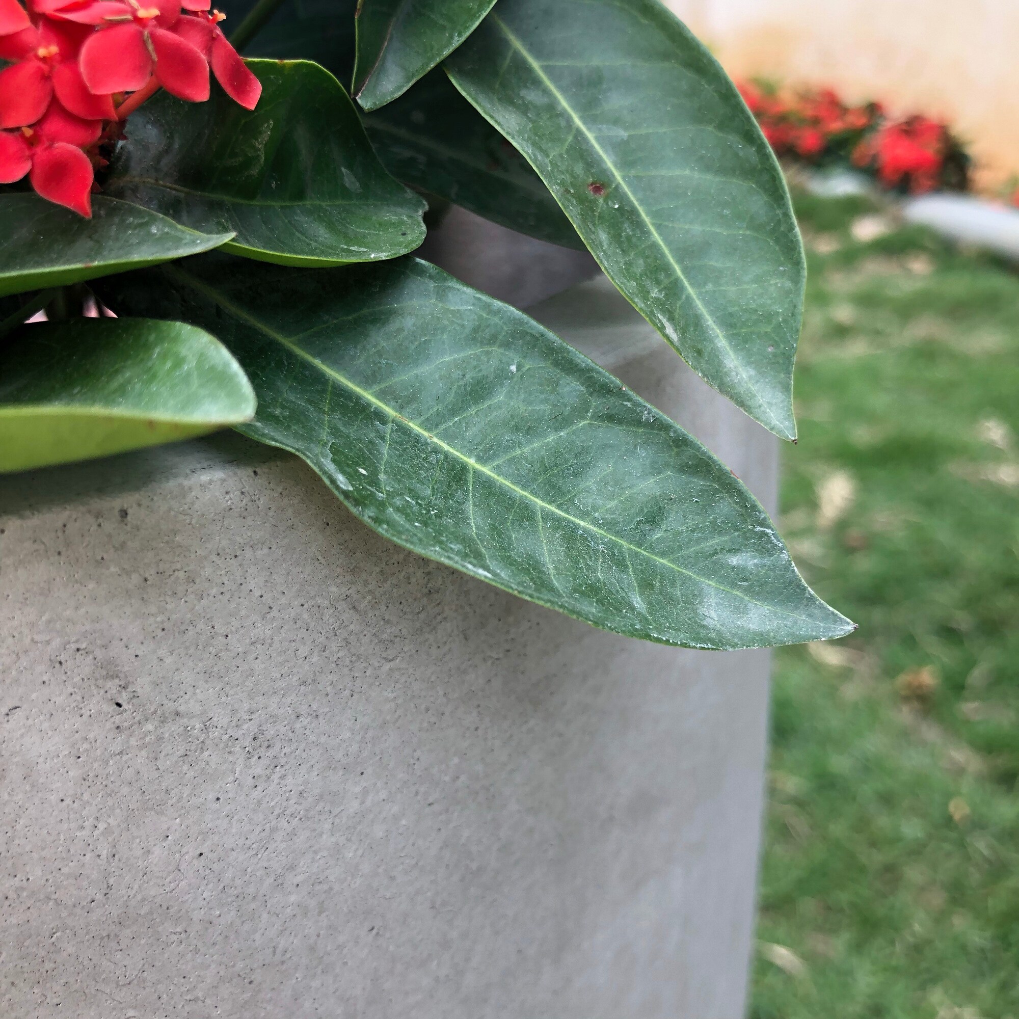 PLANTARA PA050B-8021-2 Planter-Window-Box - View #4