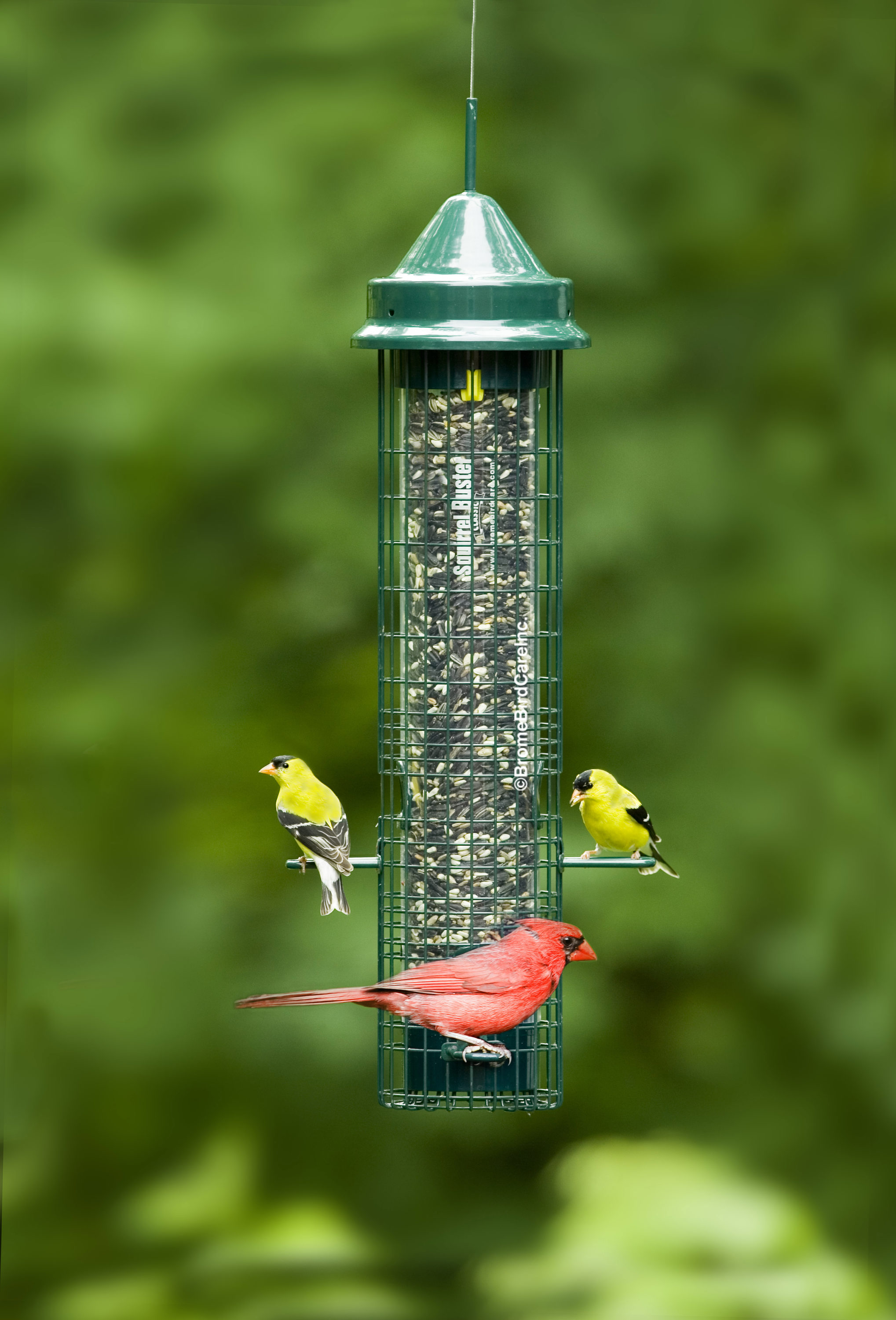 squirrel buster green metal tube bird feeder