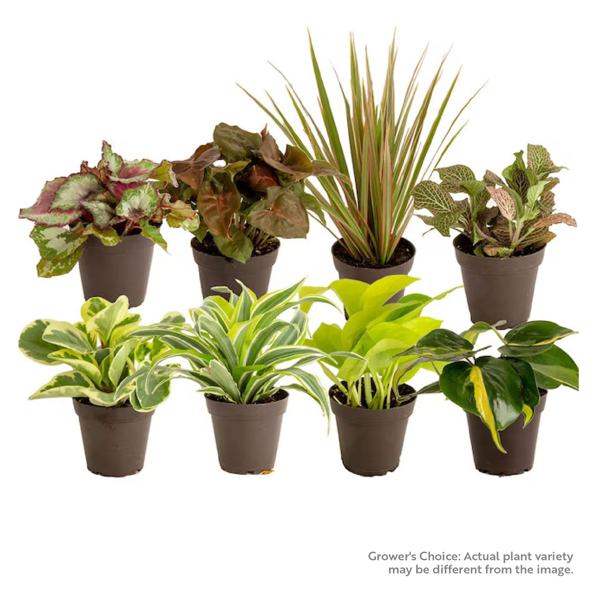 Costa Farms CO.3.8EAGC.1.GP.PK8 Grower's Choice Exotic Angels Clean Air House plant in 3.8 Inch(es) Pot 8.0 -Pack