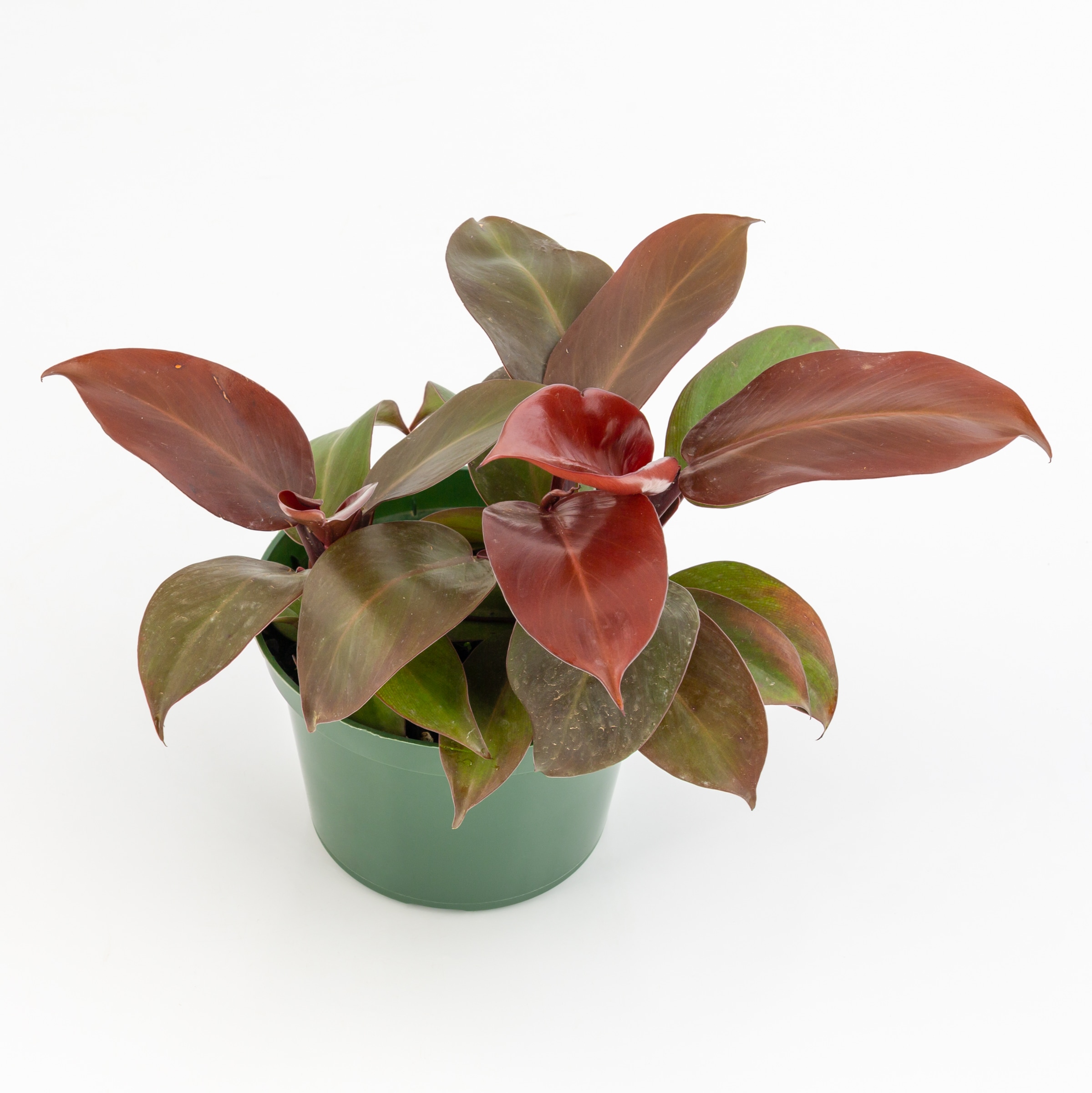 National Plant Network LW7741 McColley's Finale House plant in 6 Inch(es) Pot