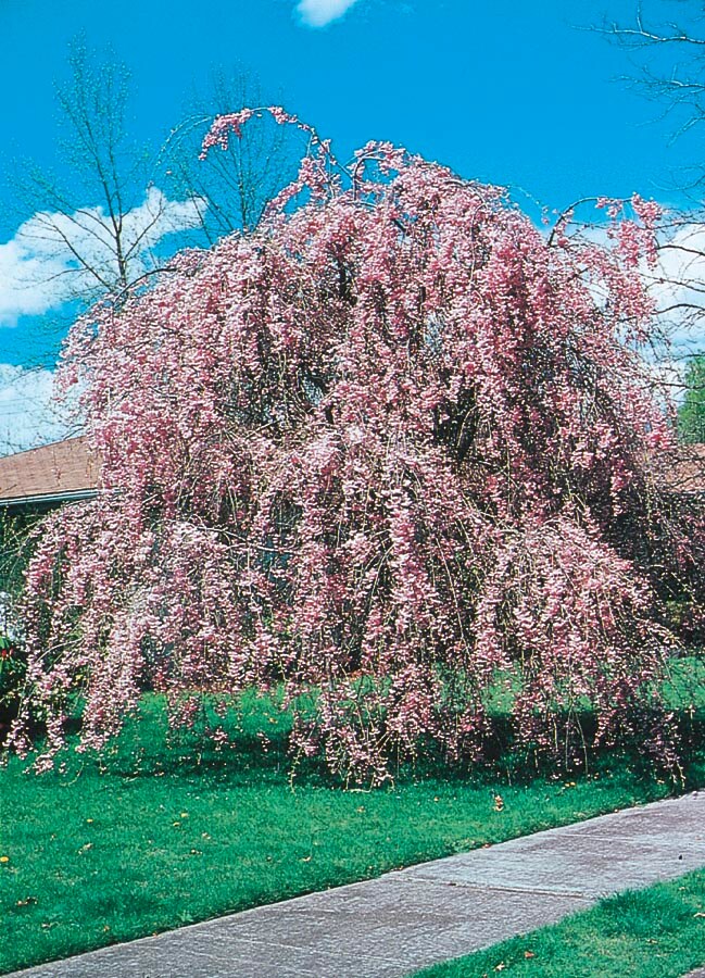 Lowe's NURSERY 10.25-Gallon Pink Feature Weeping Cherry In Pot (With Soil)