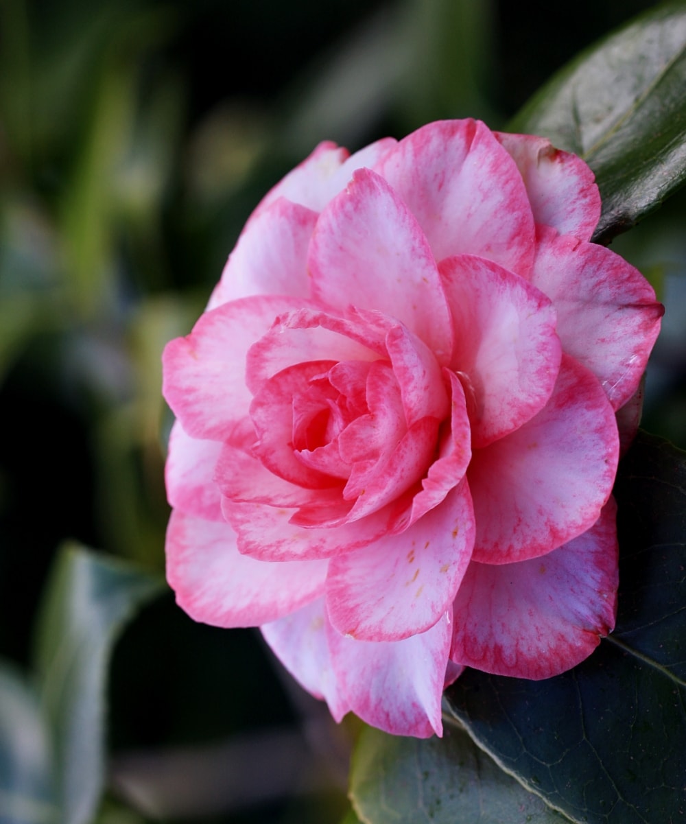 National Plant Network LW1654 shrubs - View #3