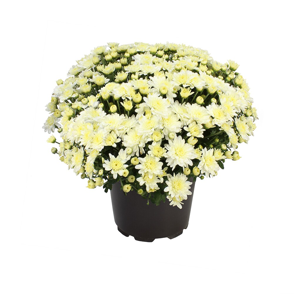 Altman Plants 0881448 annuals - View #7