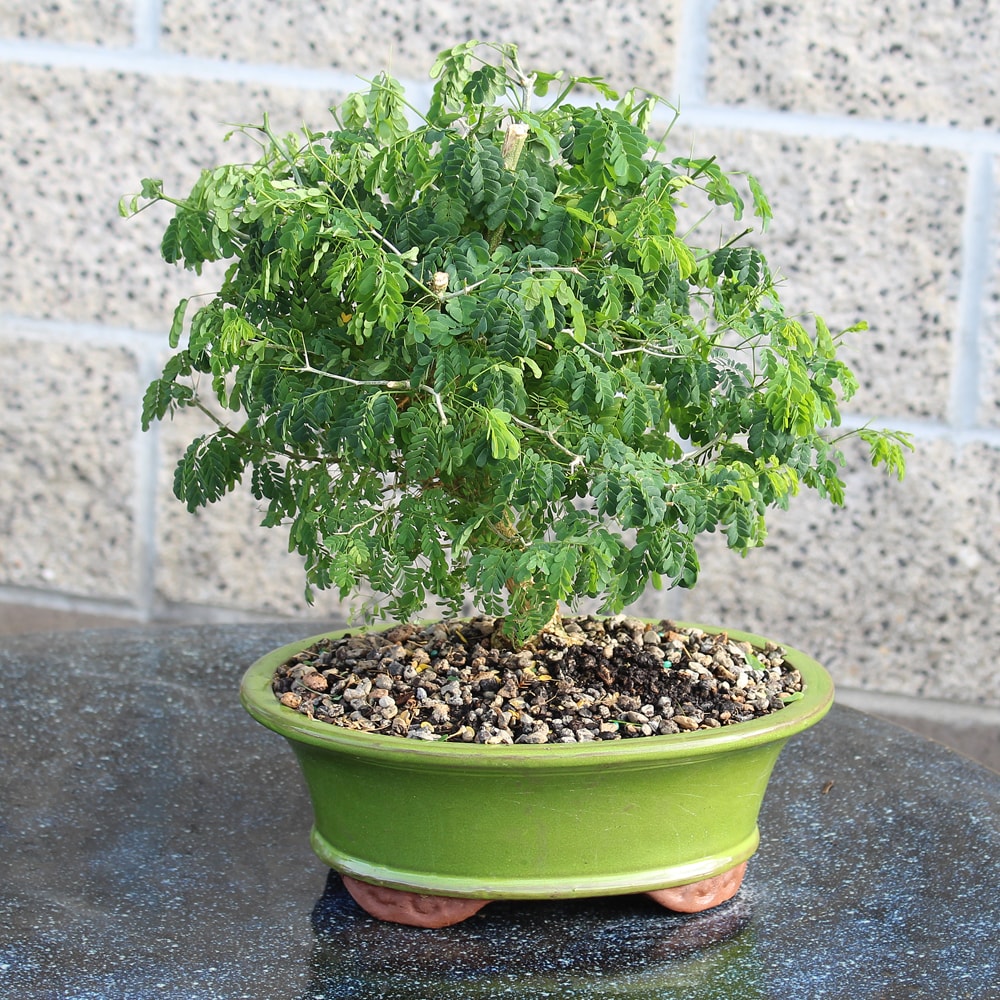 Brussel's Bonsai DT4022BRT trees - View #4