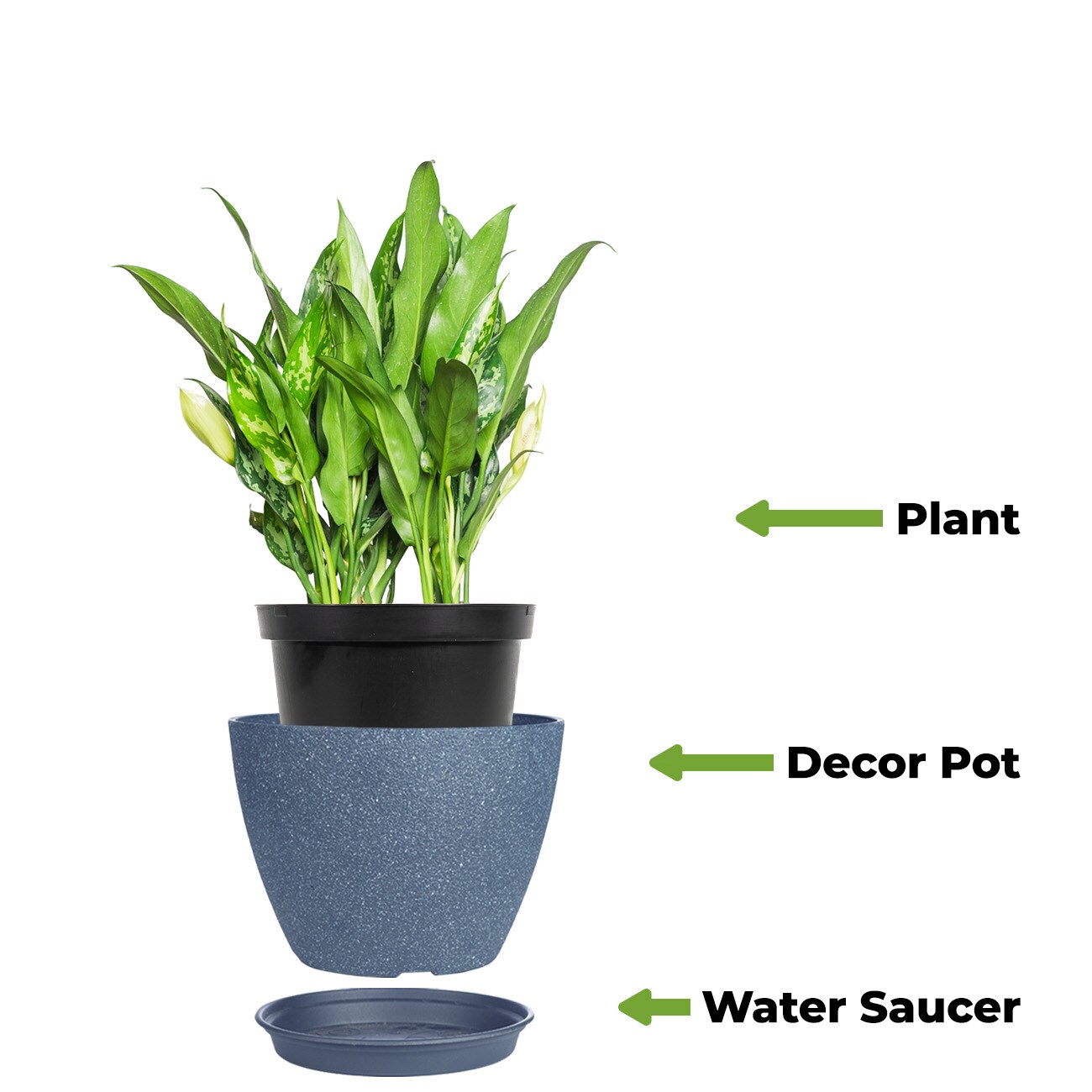 Perfect Plants LOCHINESEMARIA6INPOT hseplants - View #4