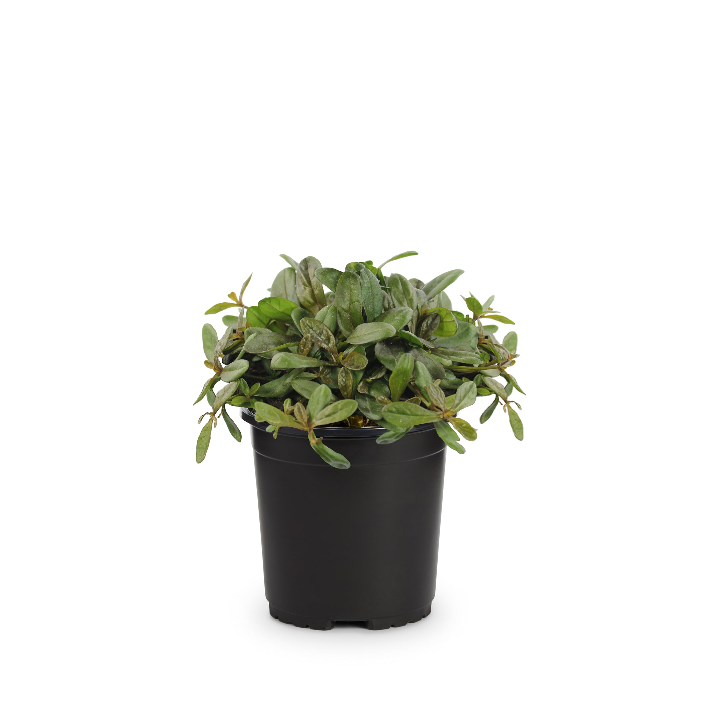  418051 Purple Ajuga Plant in 1 -Pint Pot 1 -Pack