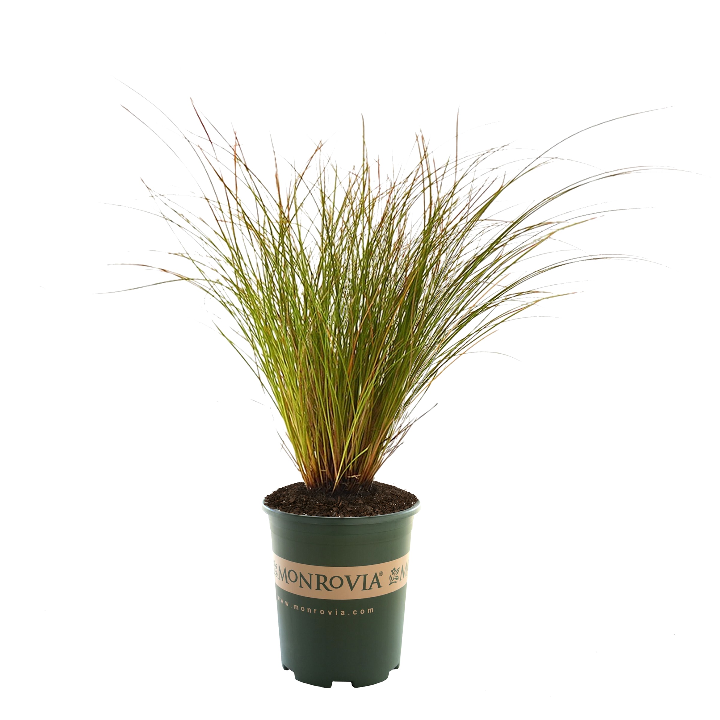 Monrovia 1210890 Prairie Fire Sedge Plant in 1.50 -Gallon Pot