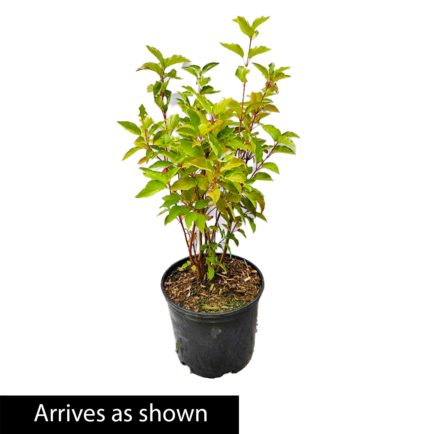 Gurney's Seed and Nursery 89480 shrubs - View #4