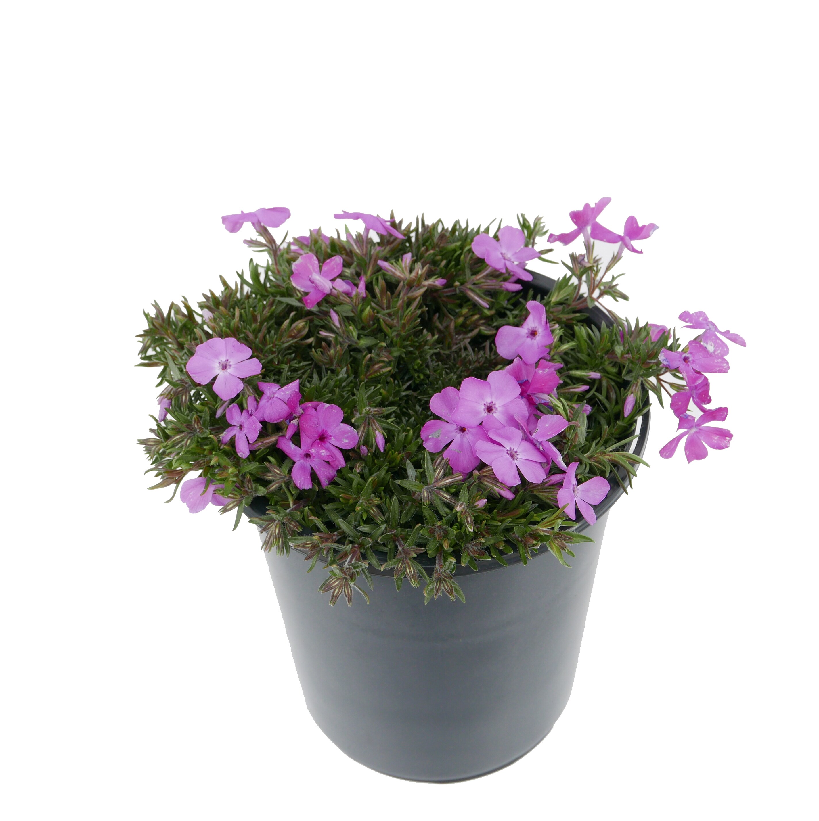 Pink Creeping Phlox Plant in 2.5-Quart Pot at Lowes.com