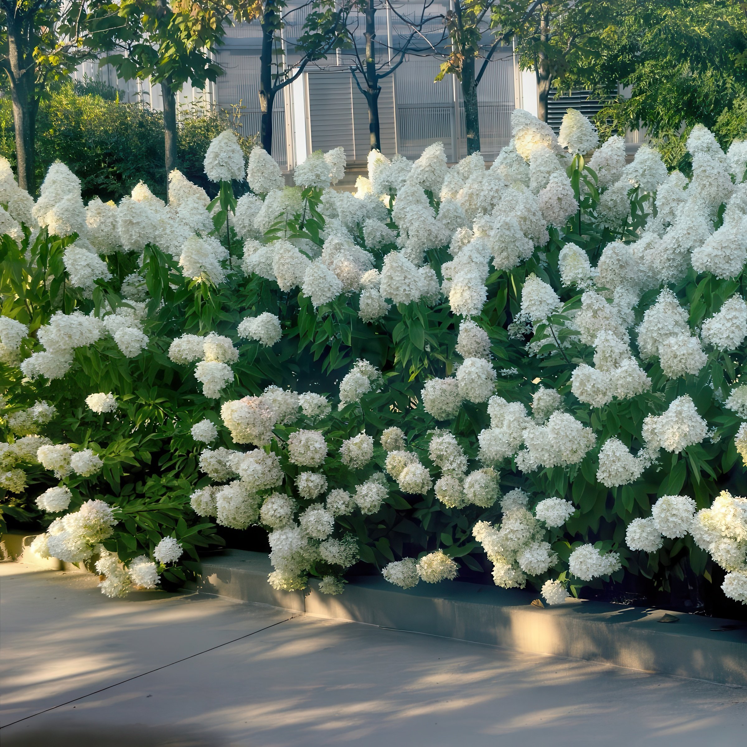 National Plant Network LW2244 shrubs - View #9